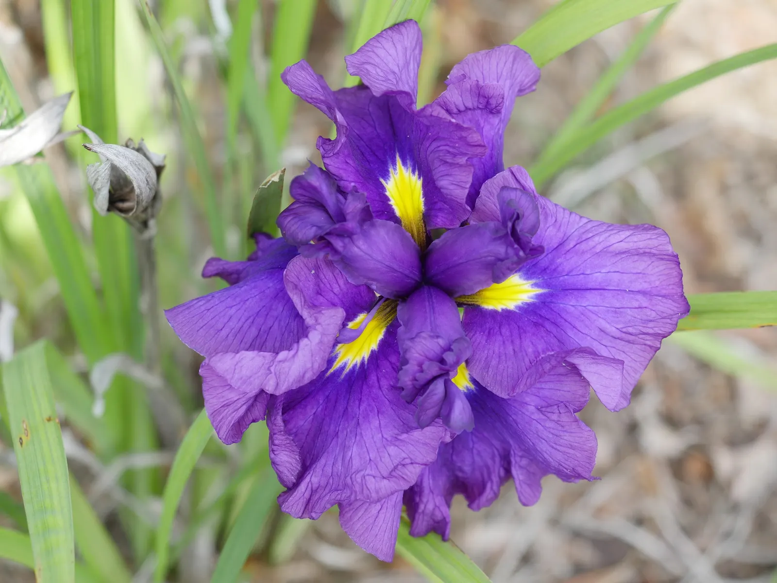 Japanese Iris (Iris Ensata) — Deadheading the spent blooms can encourage a tidier appearance; it's noteworthy that the plant is deer-resistant, image 74