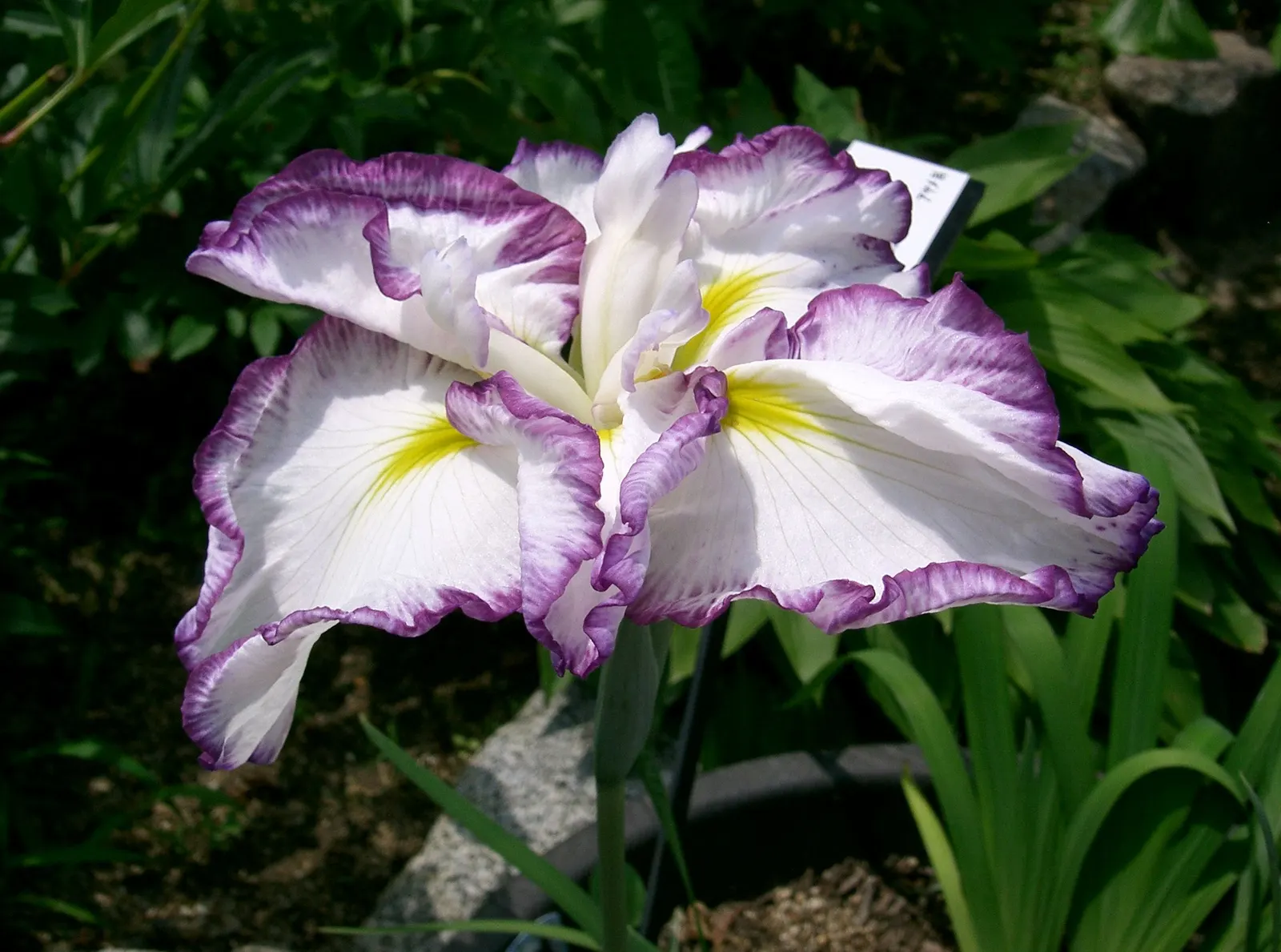 Japanese Iris (Iris Ensata) — perennial for half; whereas dividing the clumps every 3 to 4 years will maintain the vigor of the plant, image 78