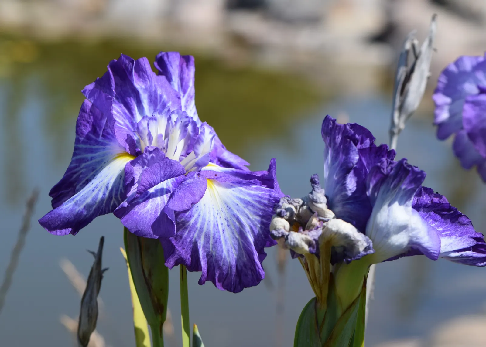 Japanese Iris (Iris Ensata) — Reaching 24-36 inches in height with a spread of 18-24 inches; they add vertical interest and a touch of elegance to, image 57