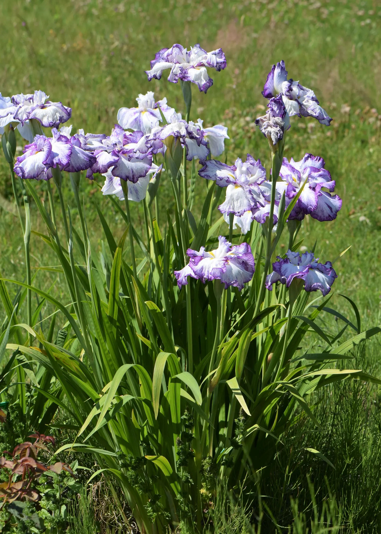 Japanese Iris (Iris Ensata) — often with intricate veining; providing a captivating display after many other spring flowers have faded, image 55