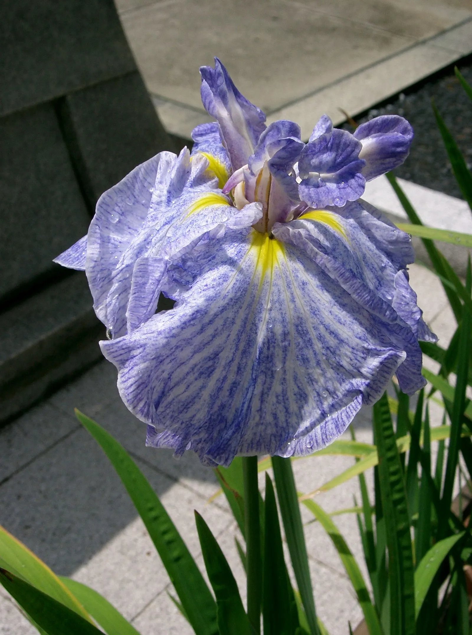 Japanese Iris (Iris Ensata) — they add vertical interest and a touch of elegance to any garden setting; iris ensata prefers a sunny to partially, image 84