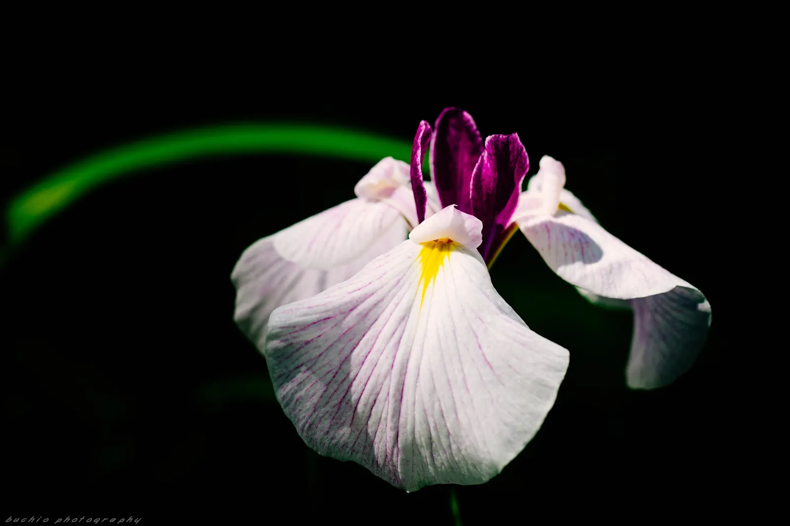 Japanese Iris (Iris Ensata) — also revered as the Japanese Water Iris; the Japanese Iris (Iris ensata), image 113