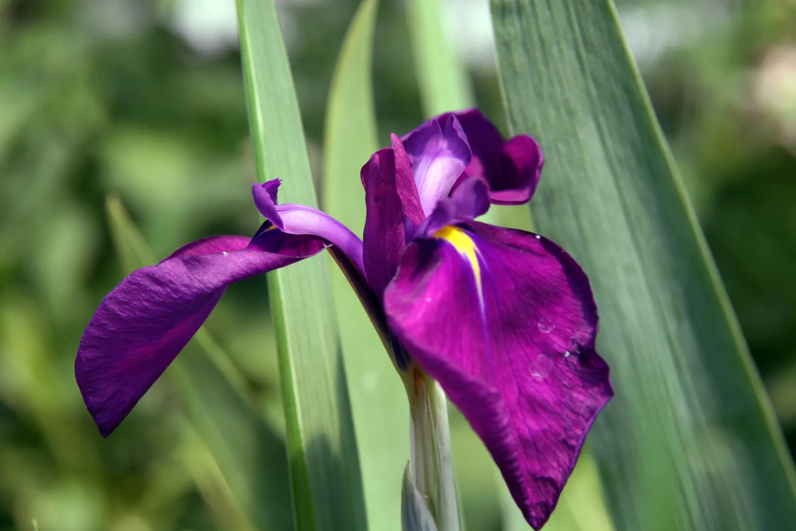 Japanese Iris (Iris Ensata) — perennial for half; whereas dividing the clumps every 3 to 4 years will maintain the vigor of the plant, image 130