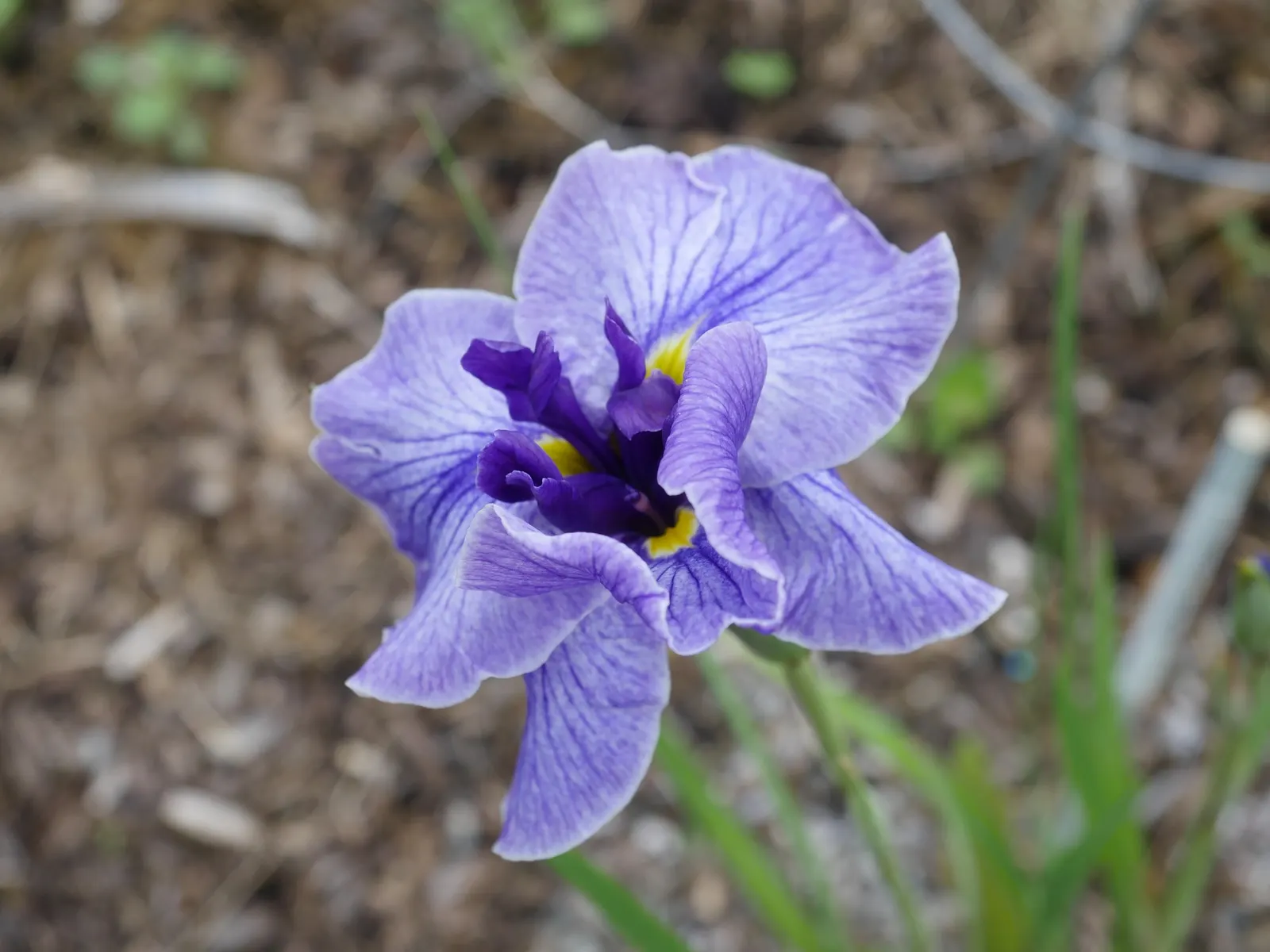 Japanese Iris (Iris Ensata) — requiring acidic to neutral soil that is consistently moist or even boggy; reaching 24-36 inches in height with a, image 94