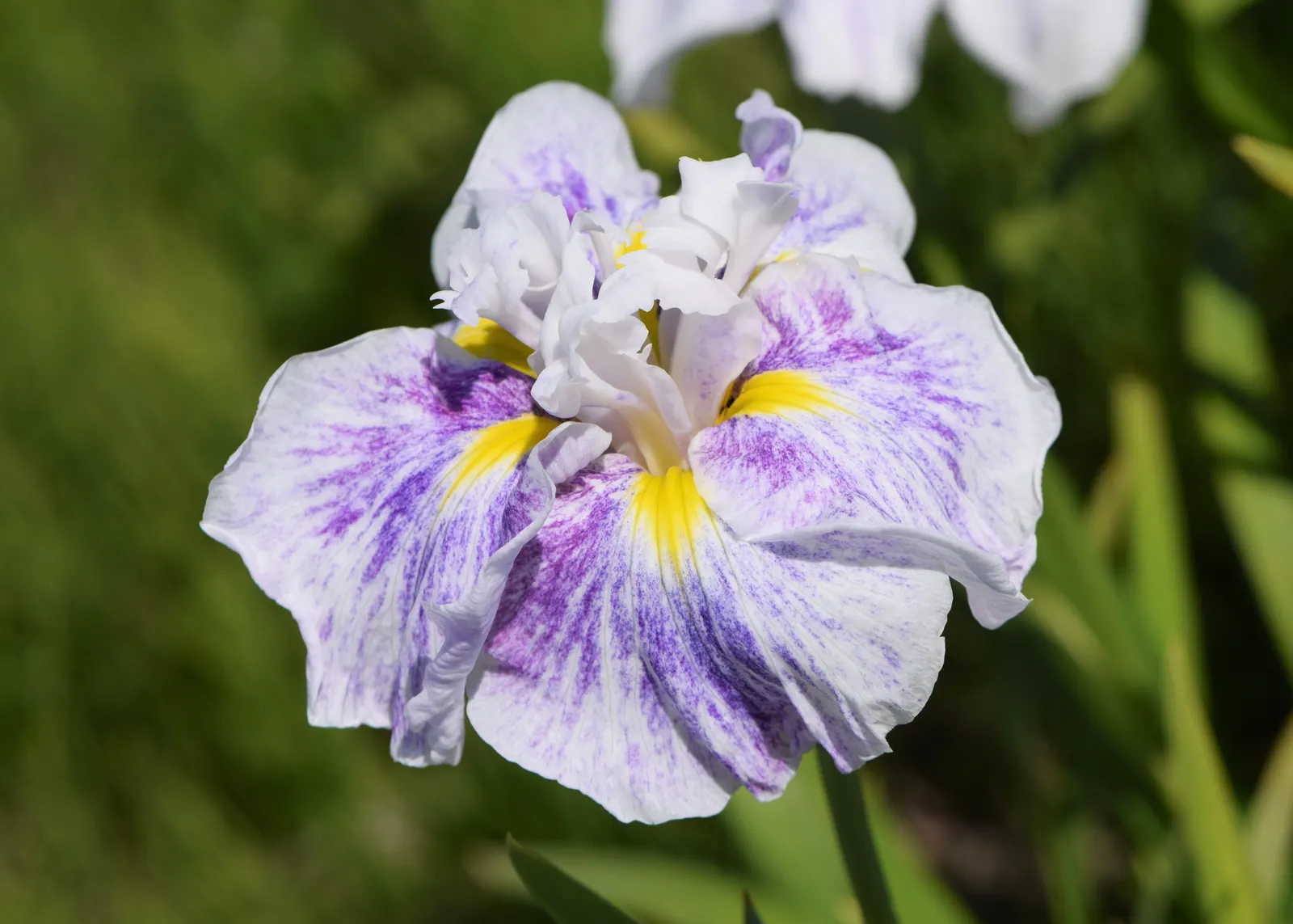 Japanese Iris (Iris Ensata) — providing a captivating display after many other spring flowers have faded; this iris is a low-maintenance option, image 70