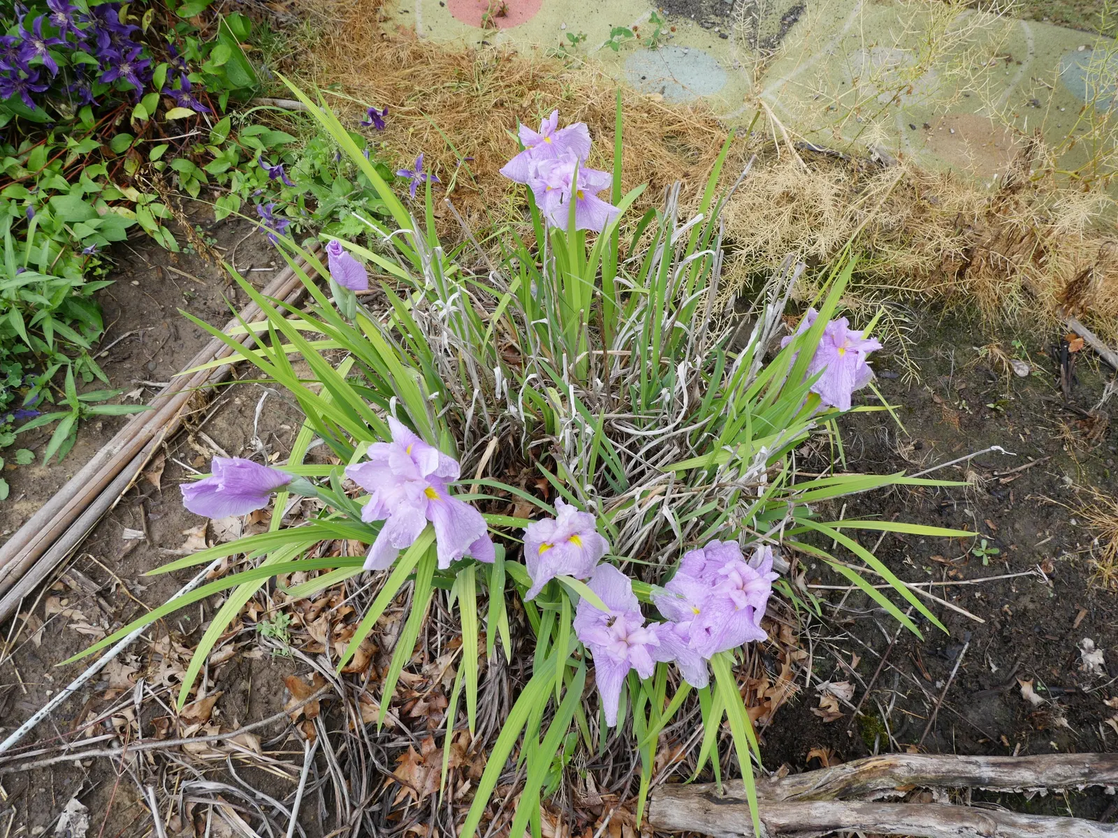 Japanese Iris (Iris Ensata) — ruffled blooms ranging from pure white to deep purple; this perennial showcases flowers that can span up to 6 to 8, image 132