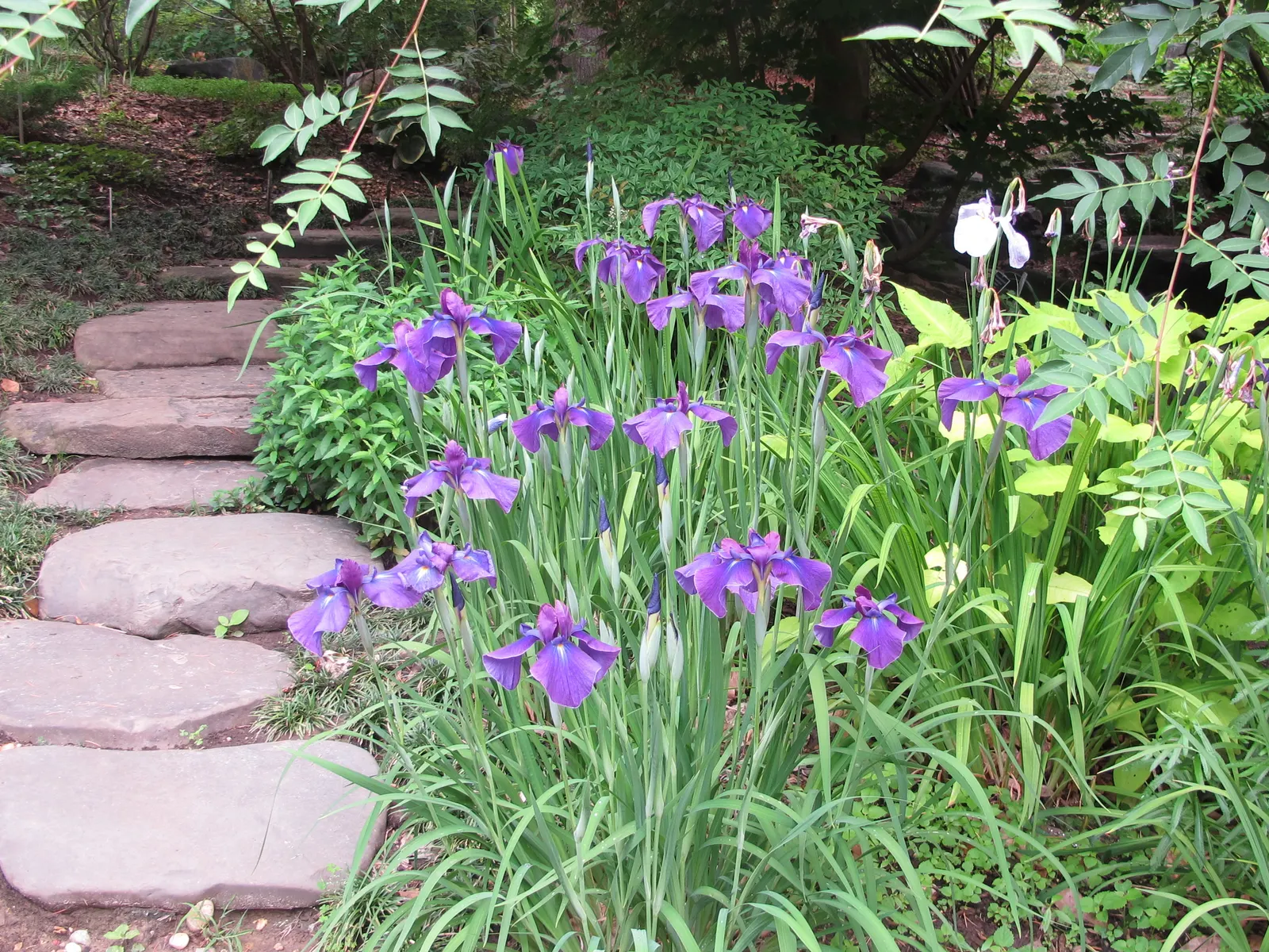 Japanese Iris (Iris Ensata) — presents an exotic addition to any water-influenced garden feature or moist border; it thrives in hardiness zones 4, image 88