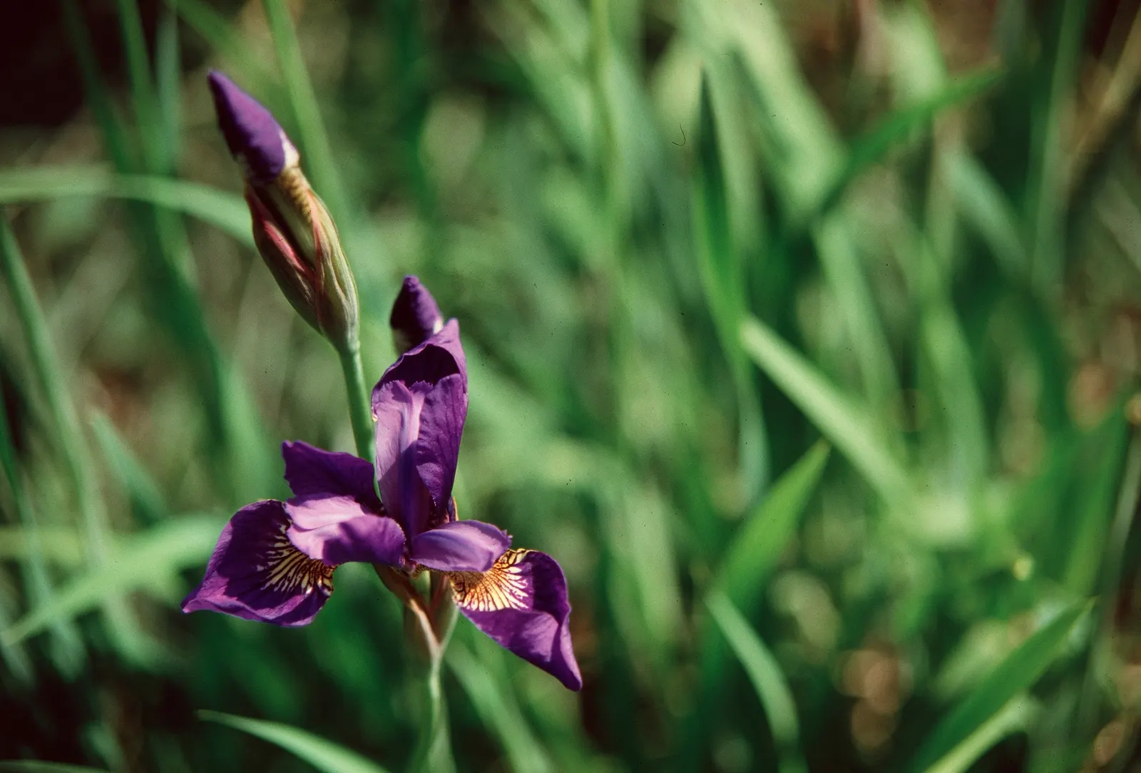 Japanese Iris (Iris Ensata) — ruffled blooms ranging from pure white to deep purple