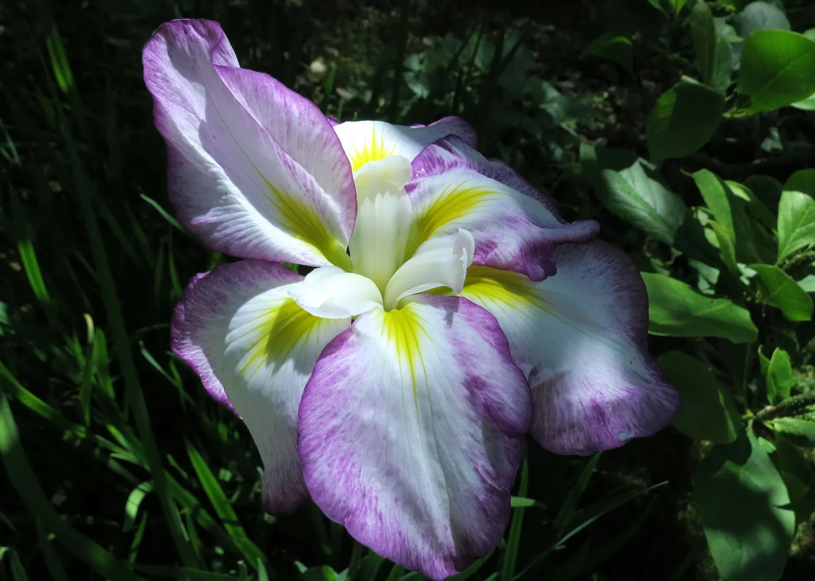 Japanese Iris (Iris Ensata) — requiring acidic to neutral soil that is consistently moist or even boggy