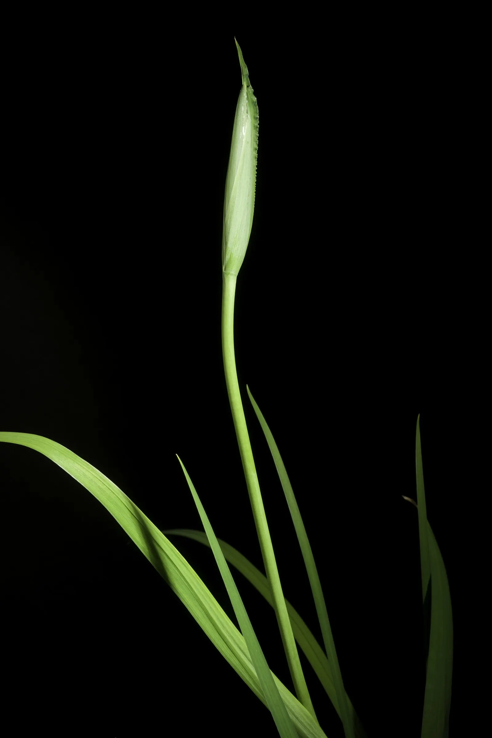Japanese Iris (Iris Ensata) — also revered as the Japanese Water Iris