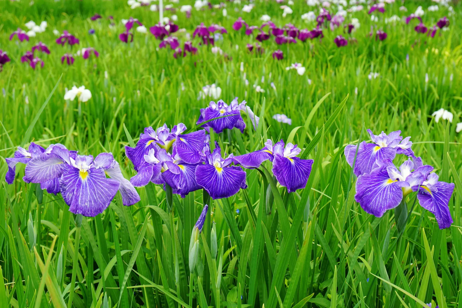 Japanese Iris (Iris Ensata) — The Japanese Iris (Iris ensata) is a striking perennial with showy; thriving in full sun to part shade, these irises, image 131
