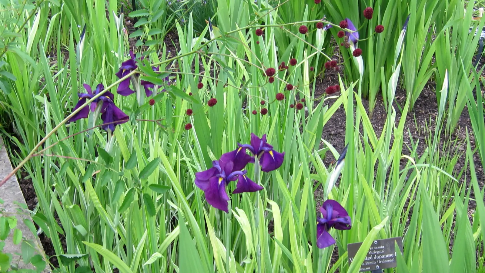 Japanese Iris (Iris Ensata) — perennial with lavender and multi-colored and purple and white blooms; requiring acidic to neutral soil that is, image 77
