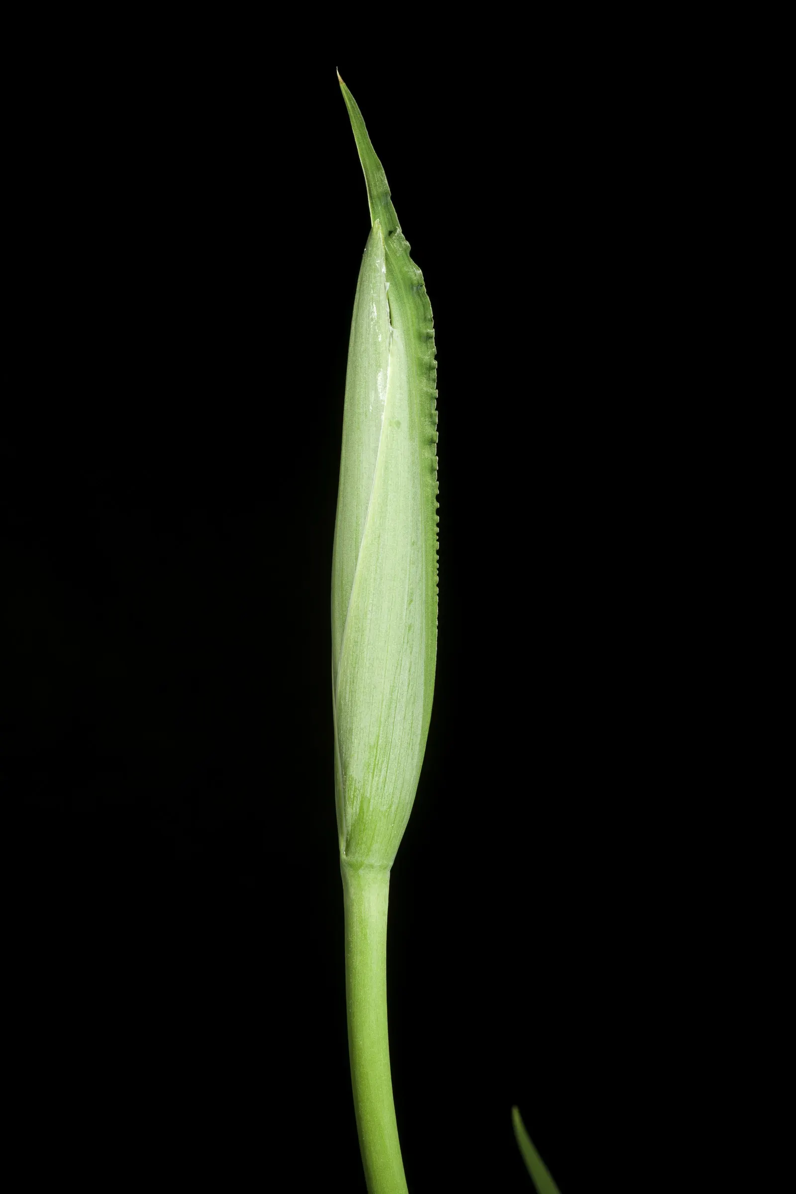 Japanese Iris (Iris Ensata) — where it can bask in at least six hours of sunlight daily; typically in late spring to early summer, image 66