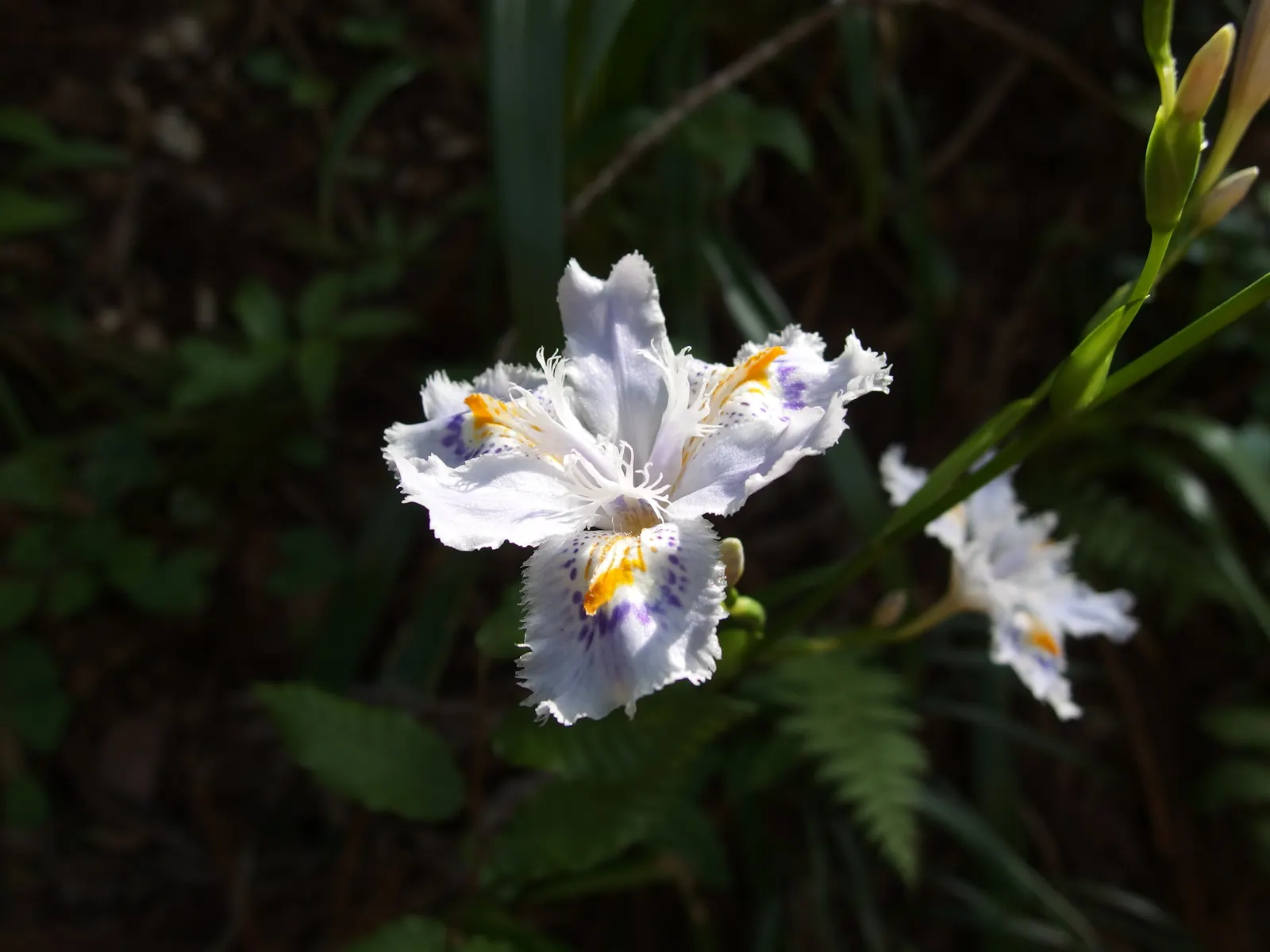 Japanese Iris (Iris Ensata) — Their color palette ranges through various shades of purple; often with intricate veining, image 64