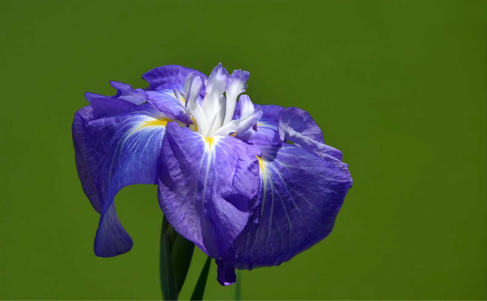 Japanese Iris (Iris Ensata) — often with intricate veining; providing a captivating display after many other spring flowers have faded, image 133
