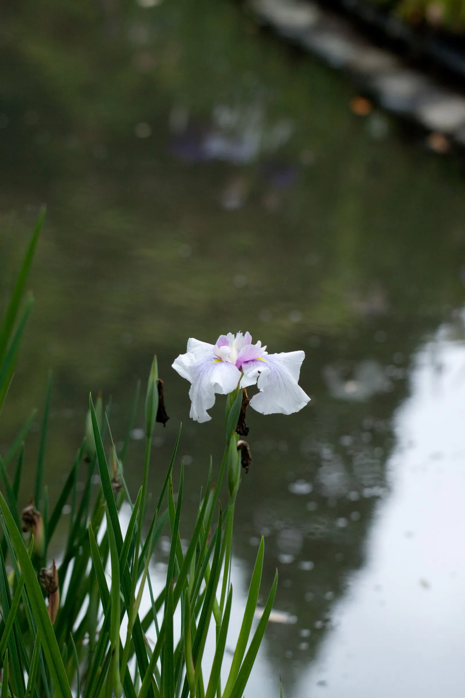 Japanese Iris (Iris Ensata) — they add vertical interest and a touch of elegance to any garden setting; iris ensata prefers a sunny to partially, image 58