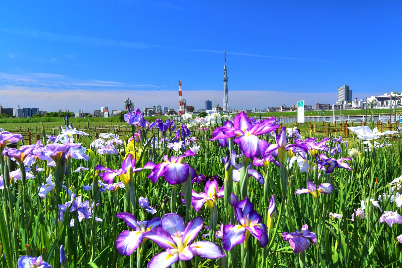 Japanese Iris (Iris Ensata) — perennial for half