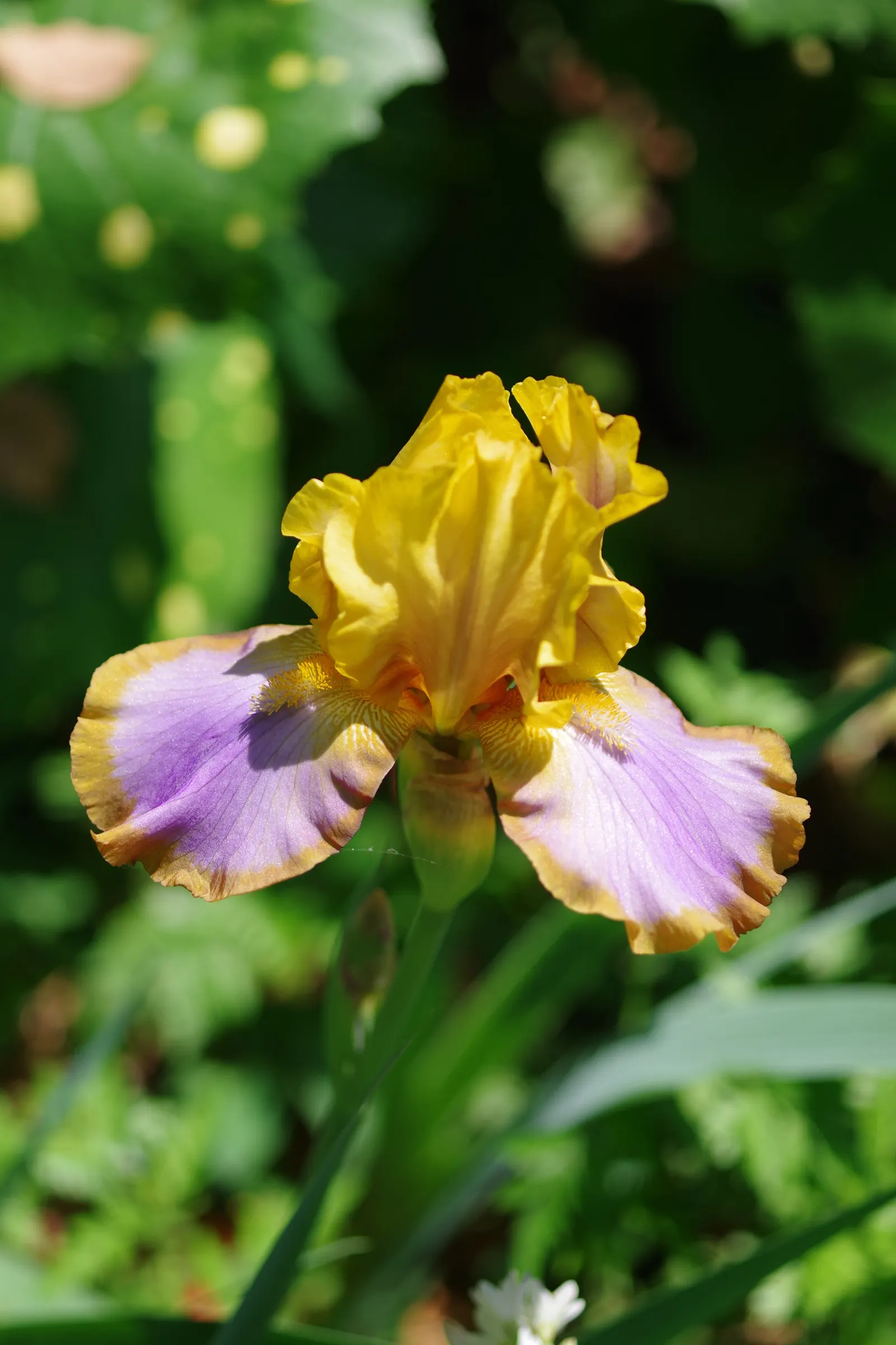 Japanese Iris (Iris Ensata) — save for the consistent soil moisture; blooms emerge in late spring to early summer, image 98