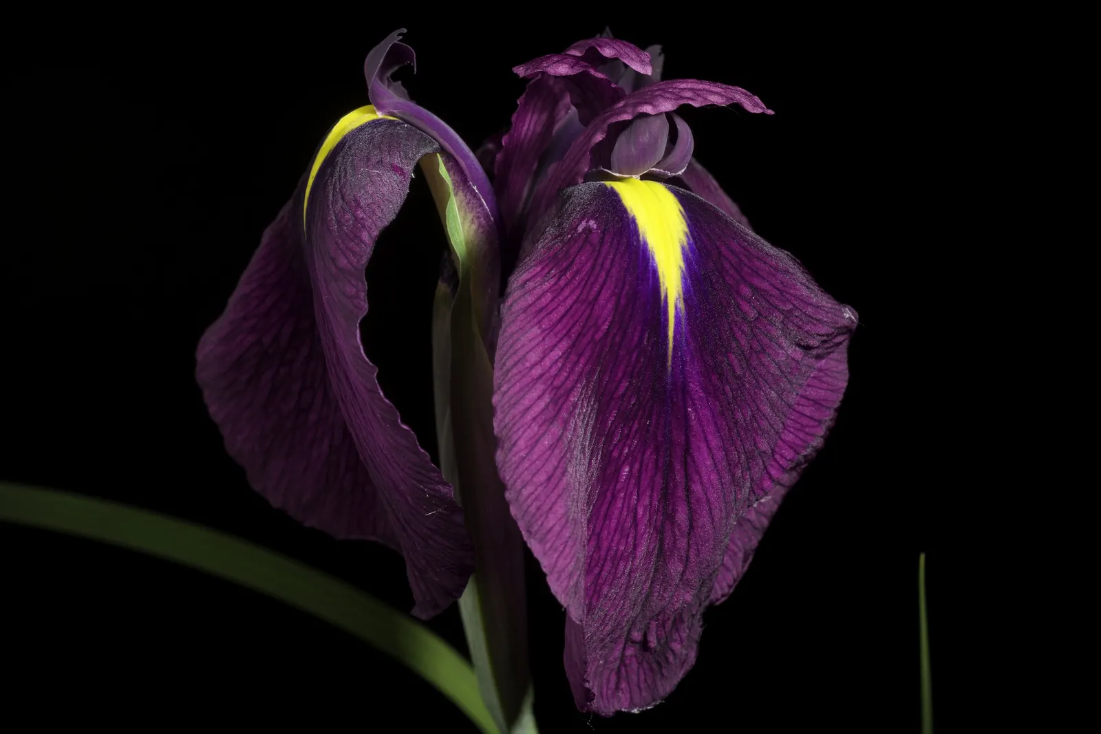 Japanese Iris (Iris Ensata) — lavender and multi-colored and purple and white flowers in the garden; also revered as the Japanese Water Iris