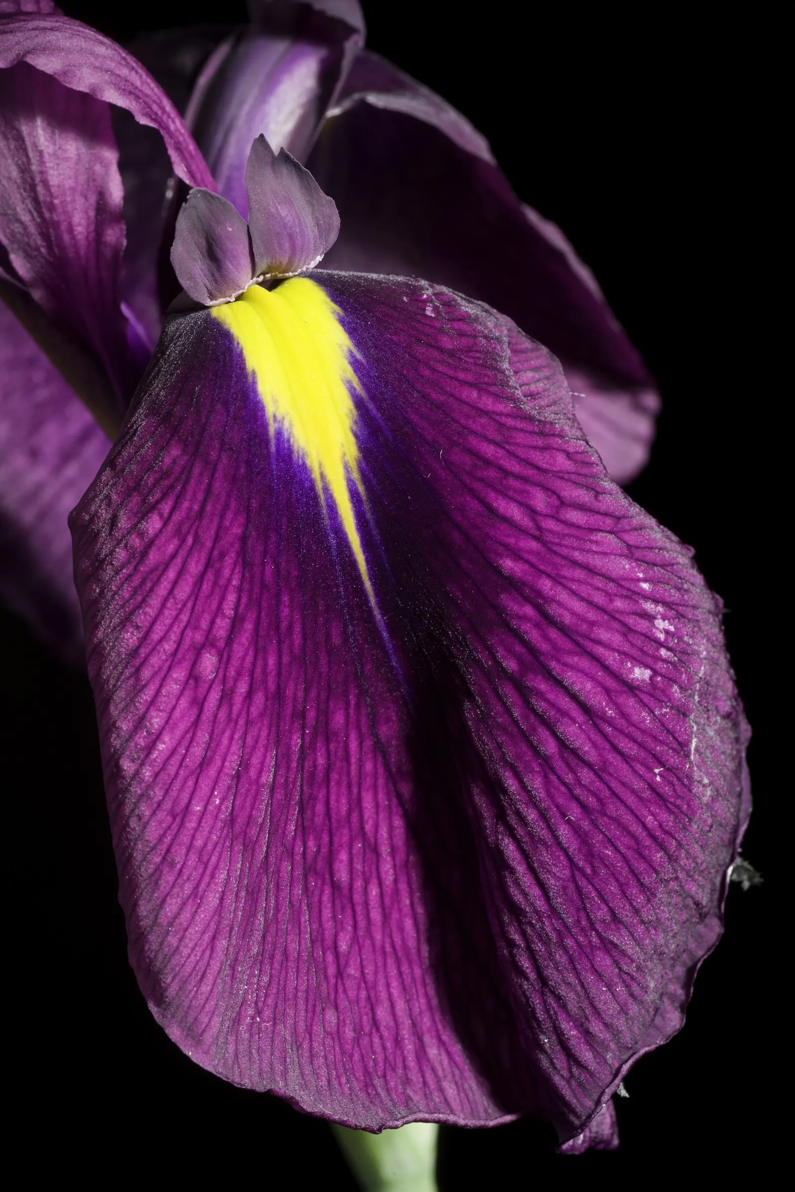 Japanese Iris (Iris Ensata) — requiring acidic to neutral soil that is consistently moist or even boggy; reaching 24-36 inches in height with a spread of 18-24