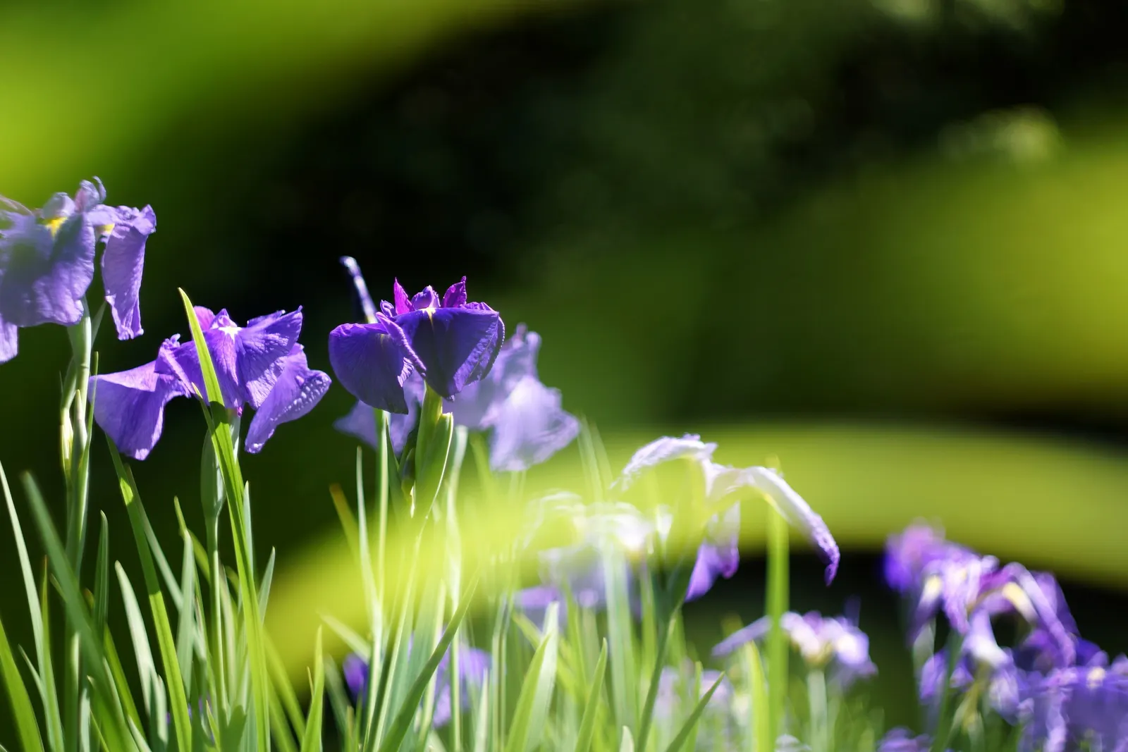 Japanese Iris (Iris Ensata) — It's noteworthy that the plant is deer-resistant, which adds to the list of its appealing attributes; where it can, image 73