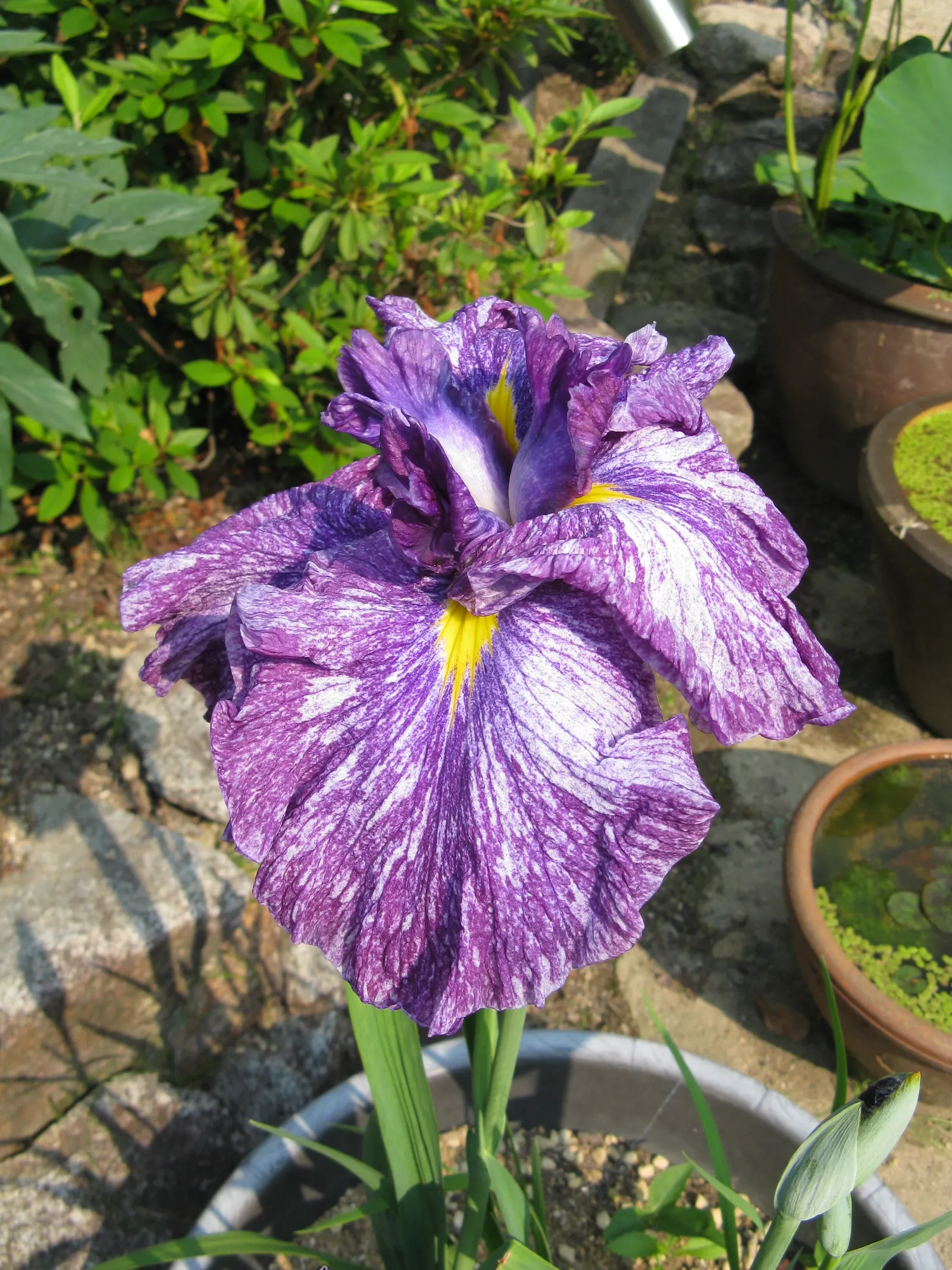 Japanese Iris (Iris Ensata) — Iris ensata prefers a sunny to partially shaded position; presents an exotic addition to any water-influenced garden, image 91