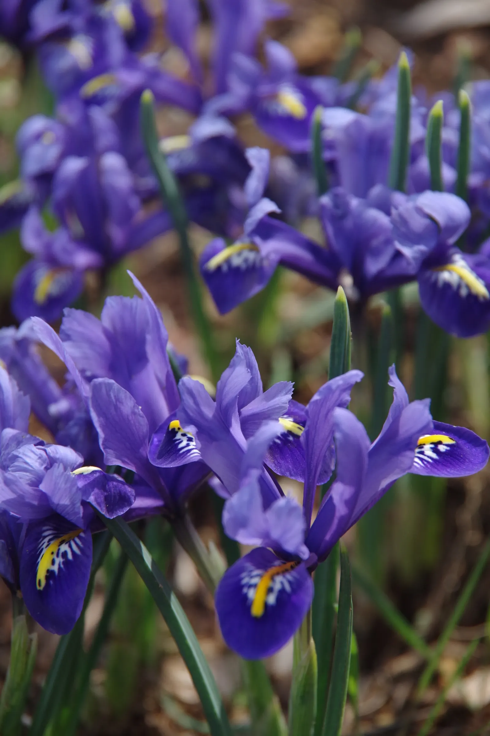 Japanese Iris (Iris Ensata) — The Japanese Iris (Iris ensata); the Japanese Iris (Iris ensata) is a striking perennial with showy, image 60
