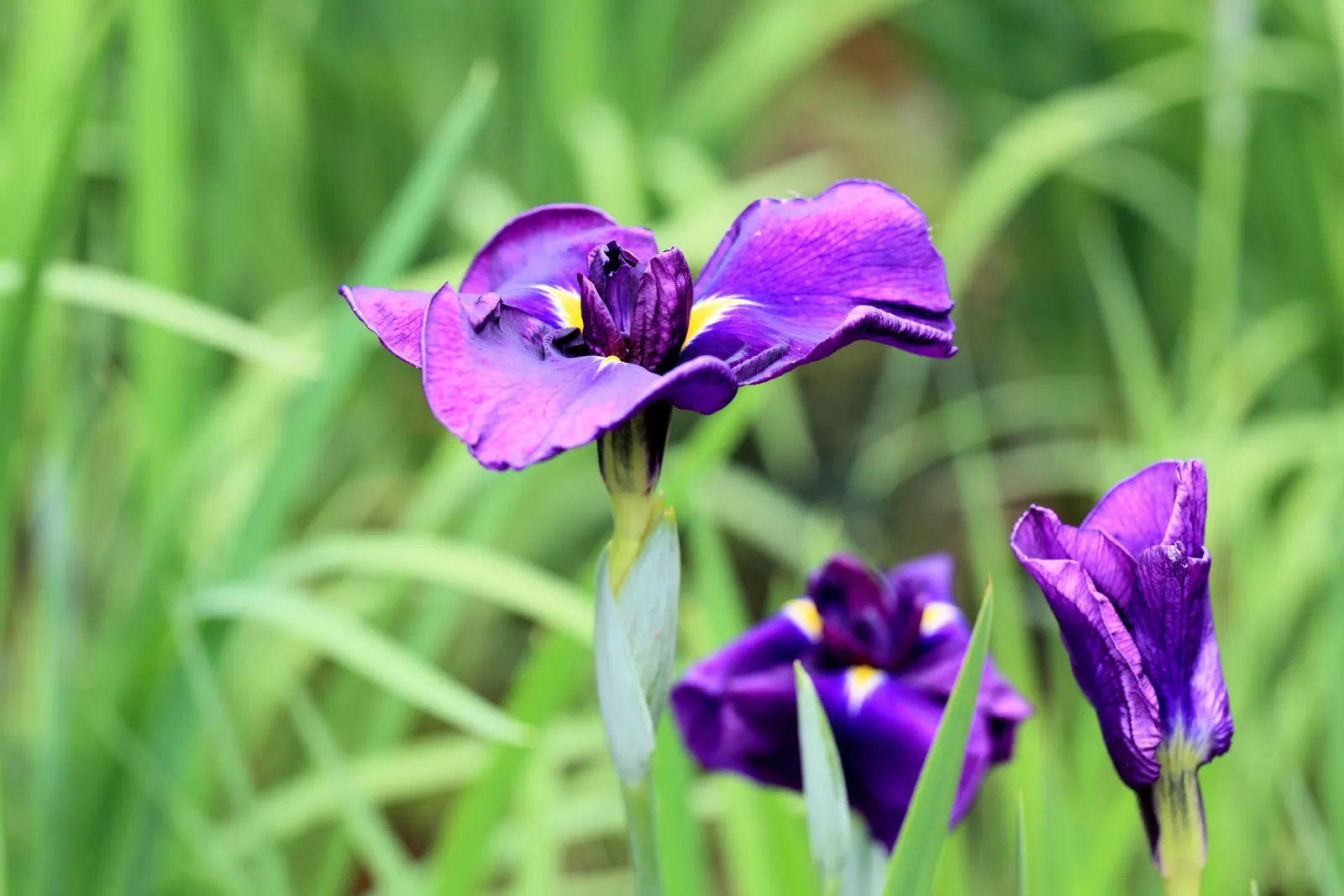 Japanese Iris (Iris Ensata) — ruffled blooms ranging from pure white to deep purple; this perennial showcases flowers that can span up to 6 to 8, image 80