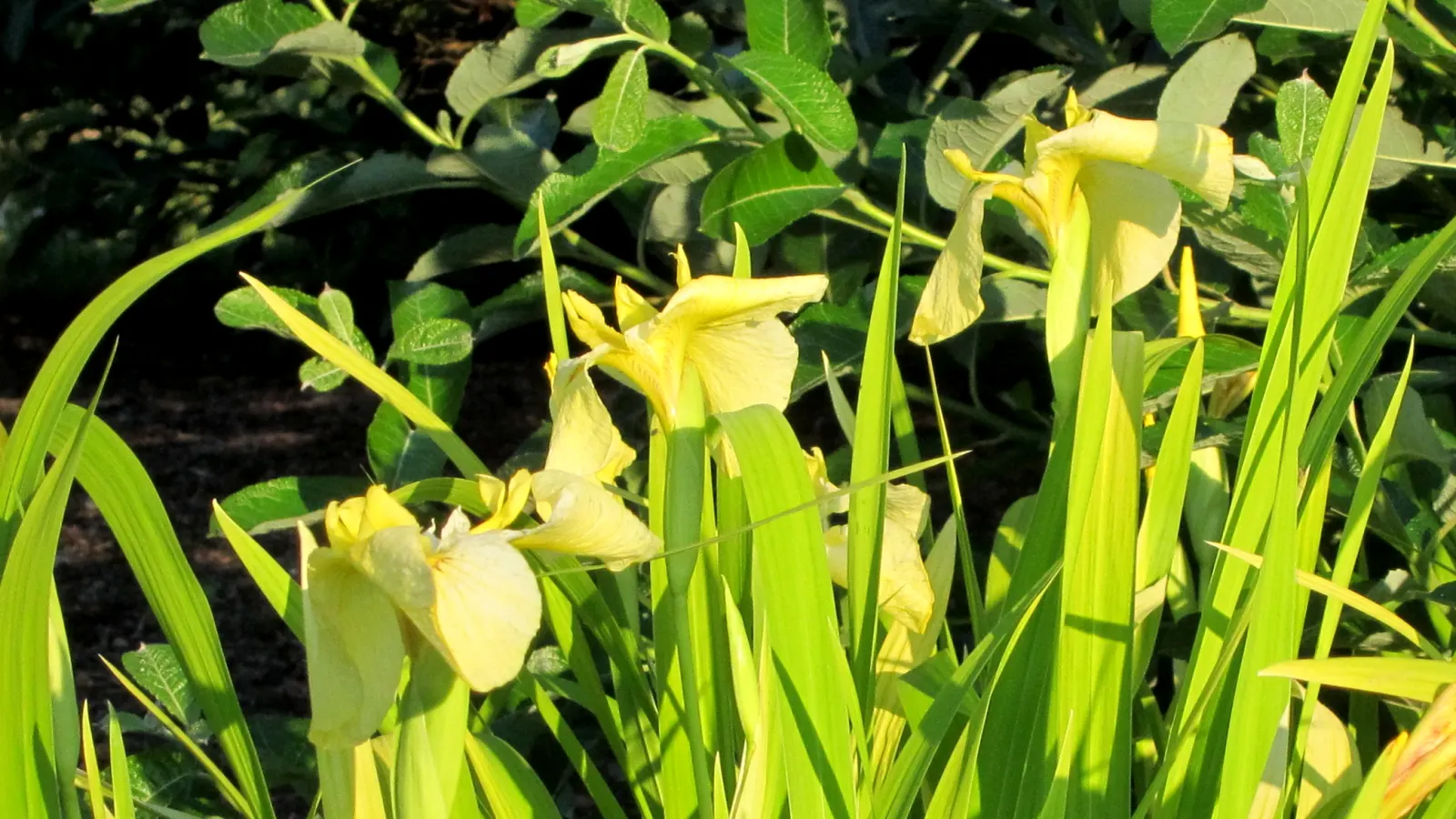 Japanese Iris (Iris Ensata) — often with intricate veining
