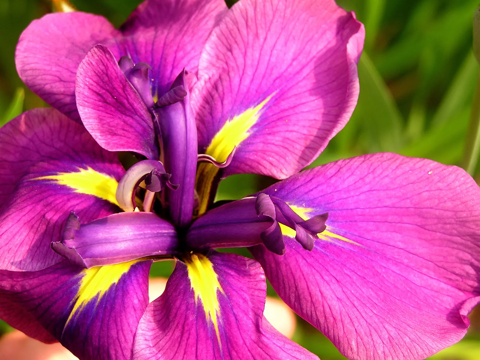 Japanese Iris (Iris Ensata) — The Japanese Iris (Iris ensata) is a striking perennial with showy; thriving in full sun to part shade, these irises, image 79