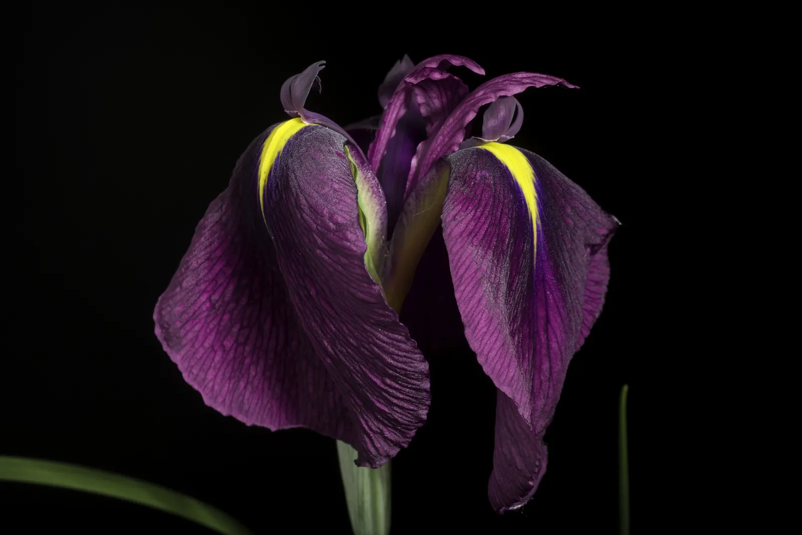 Japanese Iris (Iris Ensata) — often with intricate veining; providing a captivating display after many other spring flowers have faded