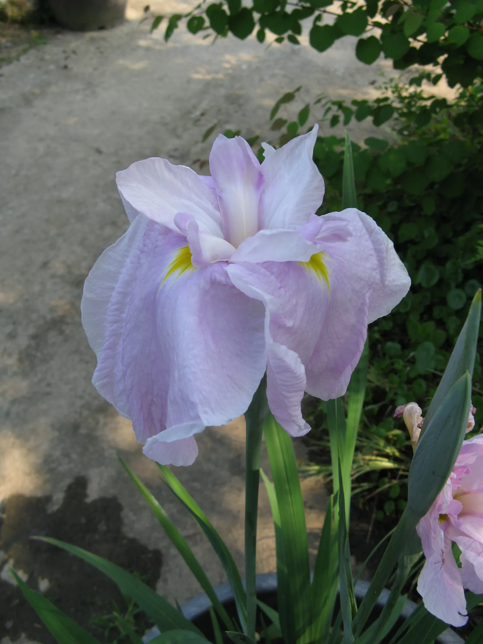 Japanese Iris (Iris Ensata) — Reaching 24-36 inches in height with a spread of 18-24 inches; they add vertical interest and a touch of elegance to, image 83