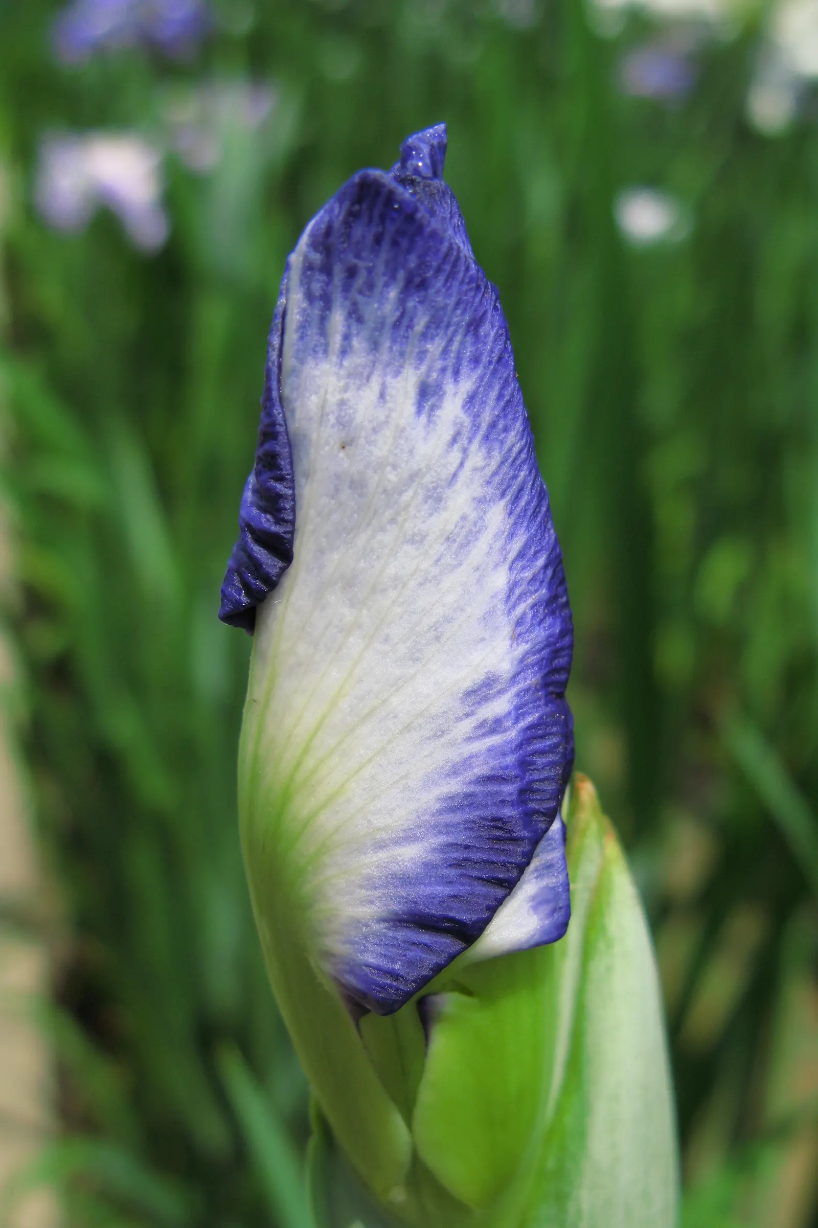Japanese Iris (Iris Ensata) — where it can bask in at least six hours of sunlight daily