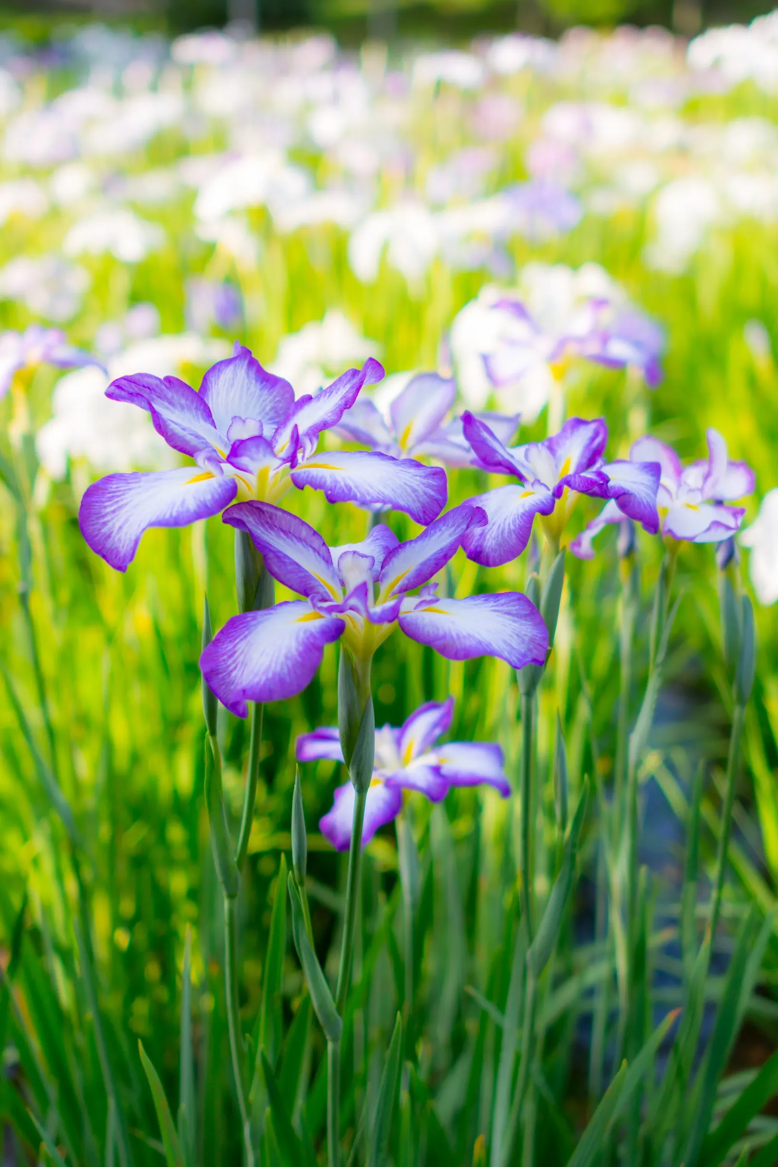 Japanese Iris (Iris Ensata) — also revered as the Japanese Water Iris; the Japanese Iris (Iris ensata)