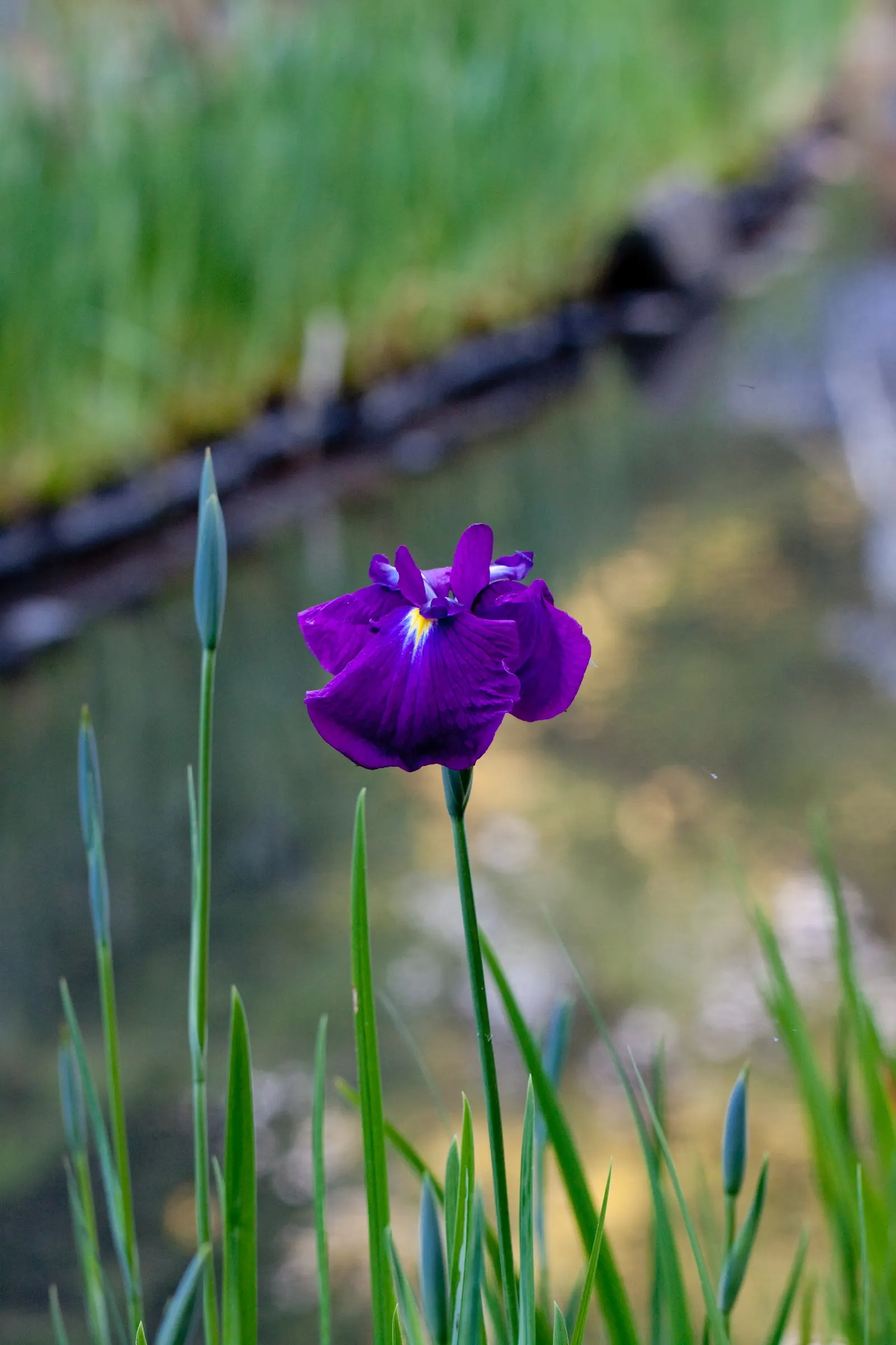 Japanese Iris (Iris Ensata) — typically in late spring to early summer; their color palette ranges through various shades of purple, image 121
