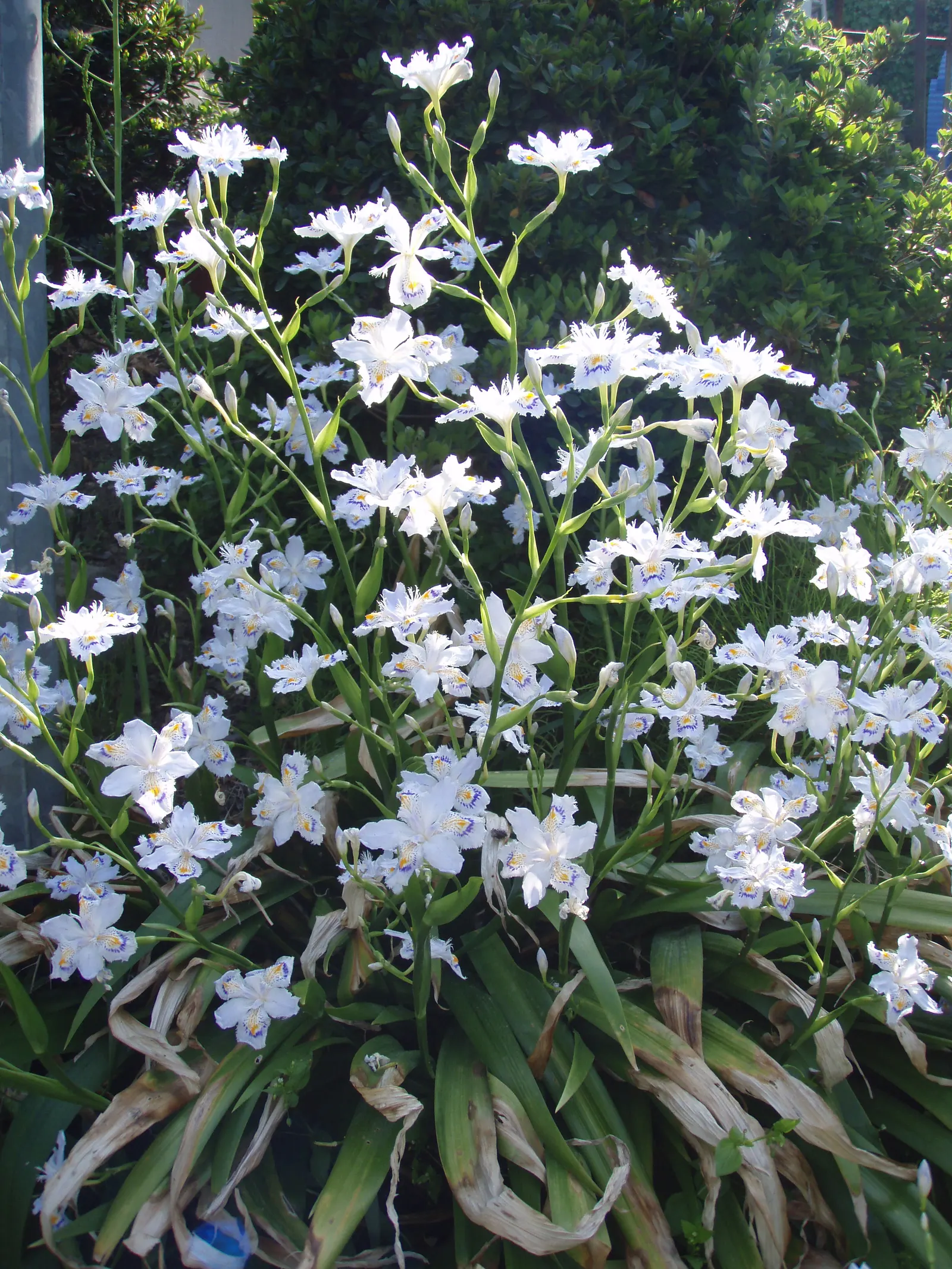 Japanese Iris (Iris Ensata) — Their color palette ranges through various shades of purple; often with intricate veining, image 116