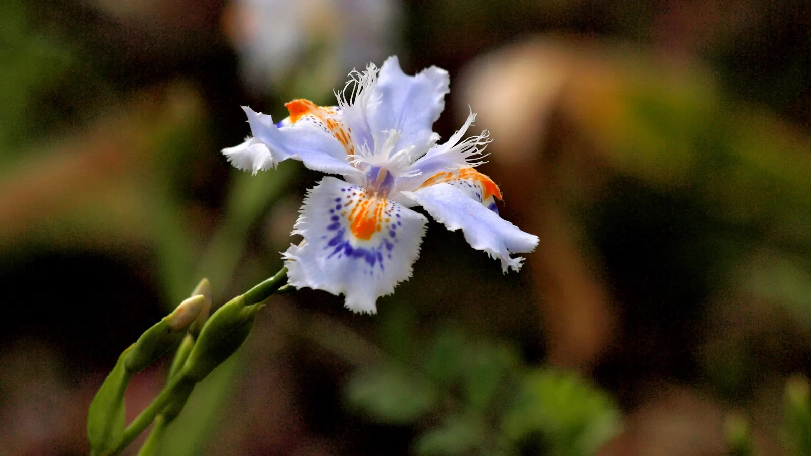 Japanese Iris (Iris Ensata) — perennial for half; whereas dividing the clumps every 3 to 4 years will maintain the vigor of the plant, image 104