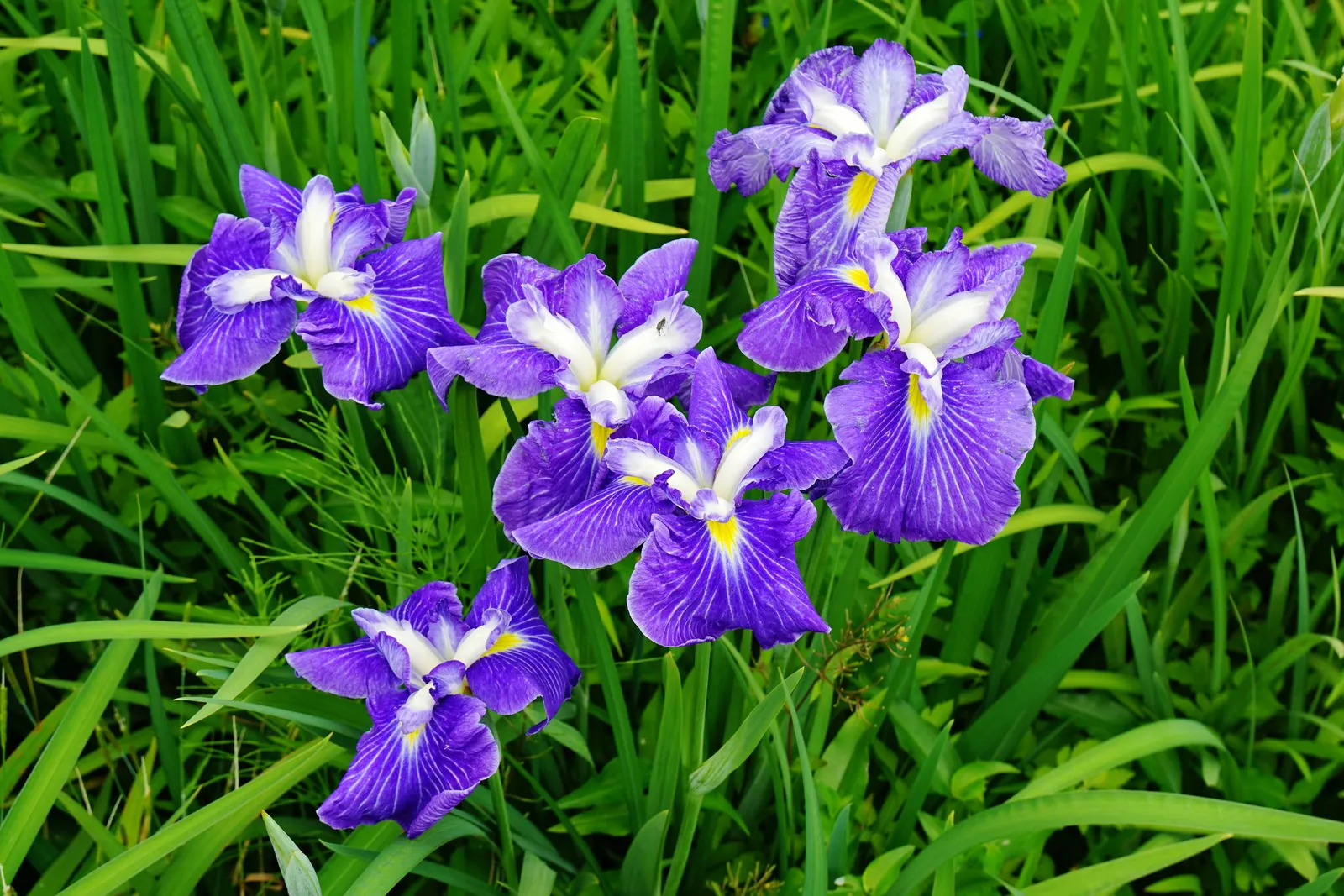 Japanese Iris (Iris Ensata) — The Japanese Iris (Iris ensata); the Japanese Iris (Iris ensata) is a striking perennial with showy, image 112