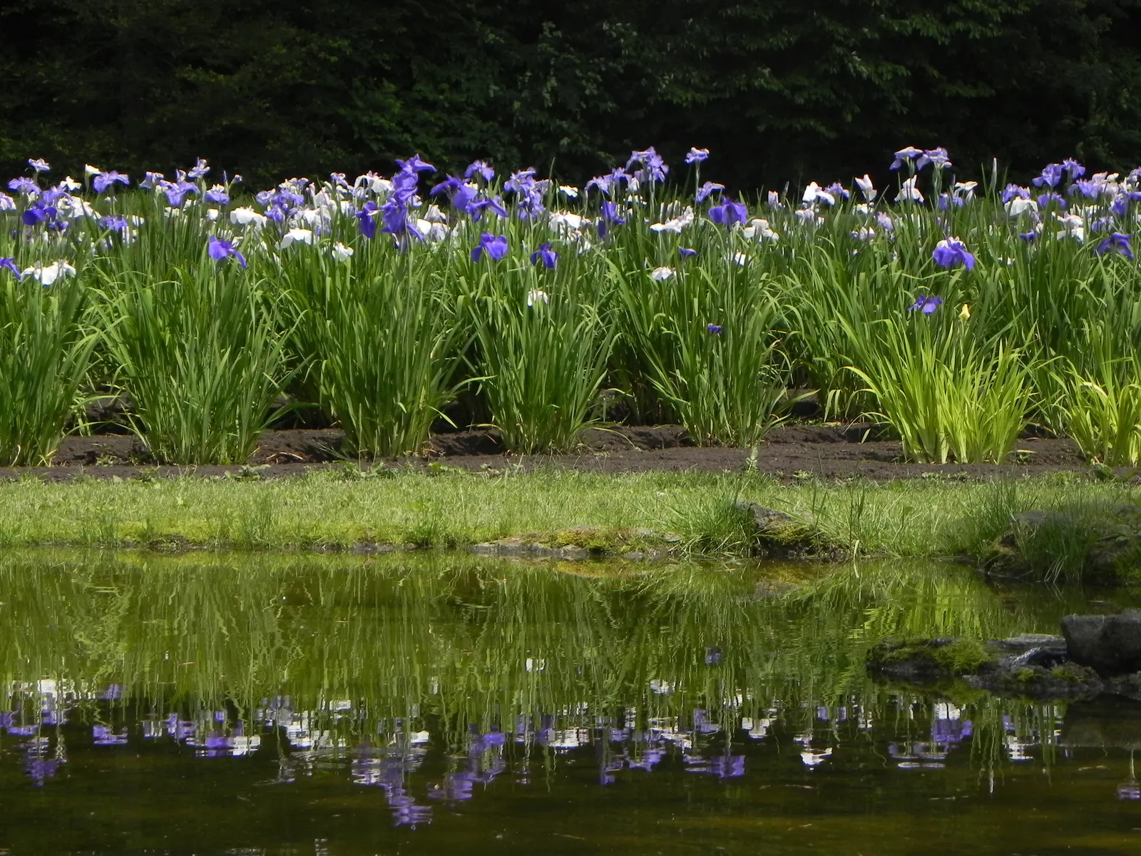 Japanese Iris (Iris Ensata) — Blooms emerge in late spring to early summer; save for the consistent soil moisture