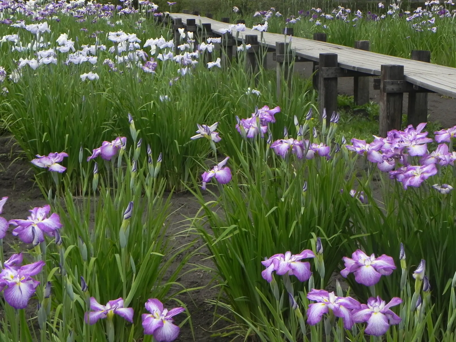 Japanese Iris (Iris Ensata) — whereas dividing the clumps every 3 to 4 years will maintain the vigor of the plant; ruffled blooms ranging from pure, image 101