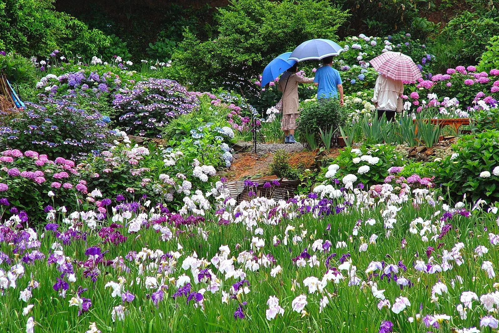 Japanese Iris (Iris Ensata) — this iris is a low-maintenance option that requires minimal care once established