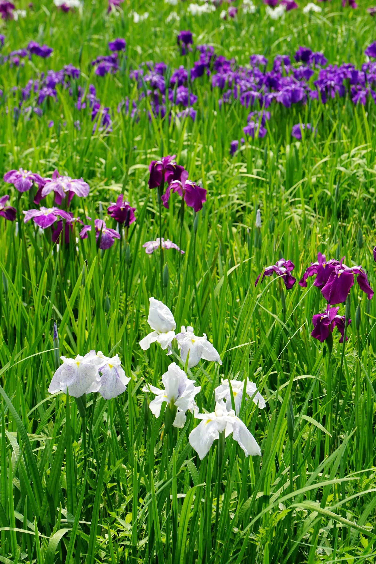 Japanese Iris (Iris Ensata) — The Japanese Iris (Iris ensata) is a striking perennial with showy; thriving in full sun to part shade, these irises, image 105