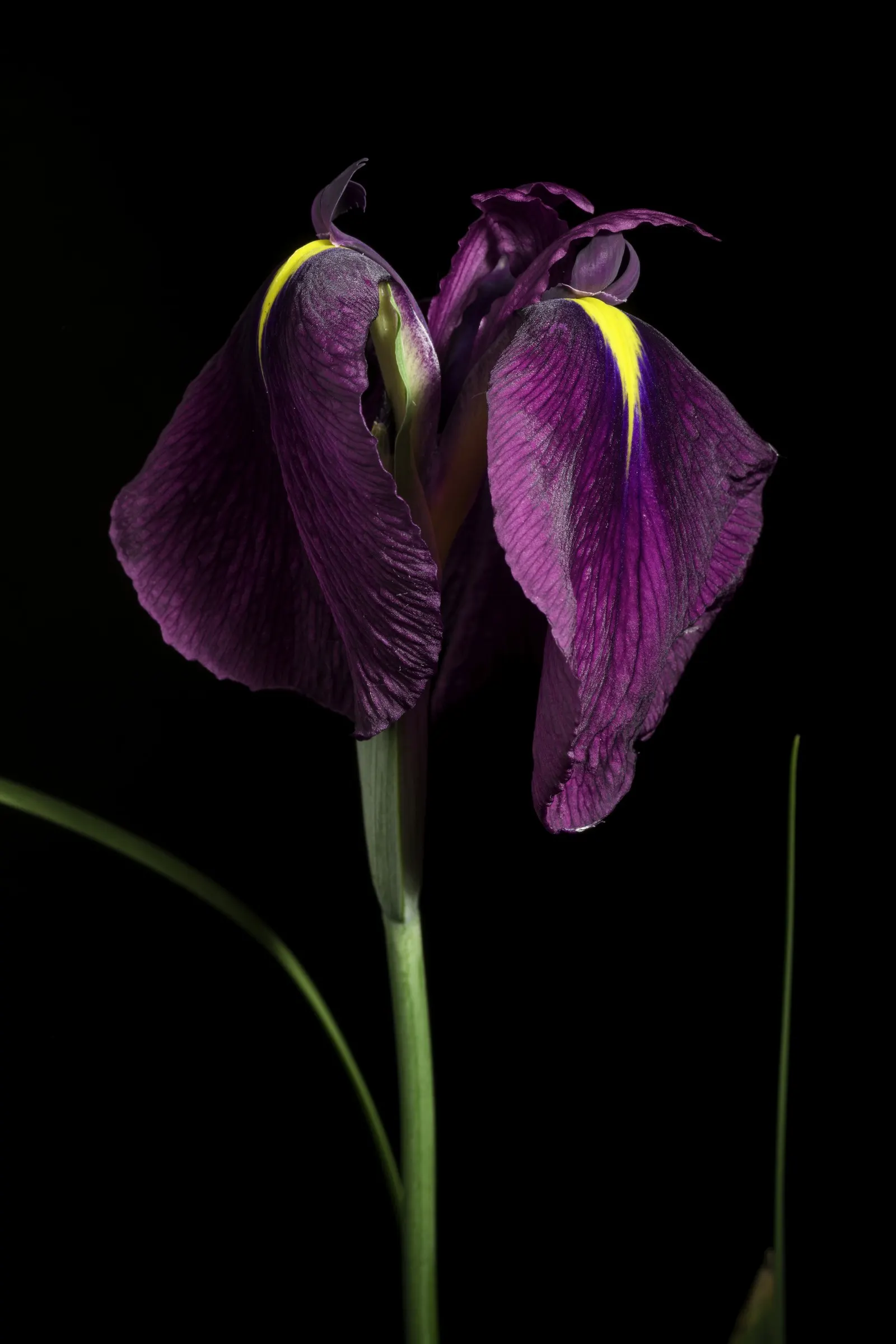 Japanese Iris (Iris Ensata) — save for the consistent soil moisture; blooms emerge in late spring to early summer, image 72