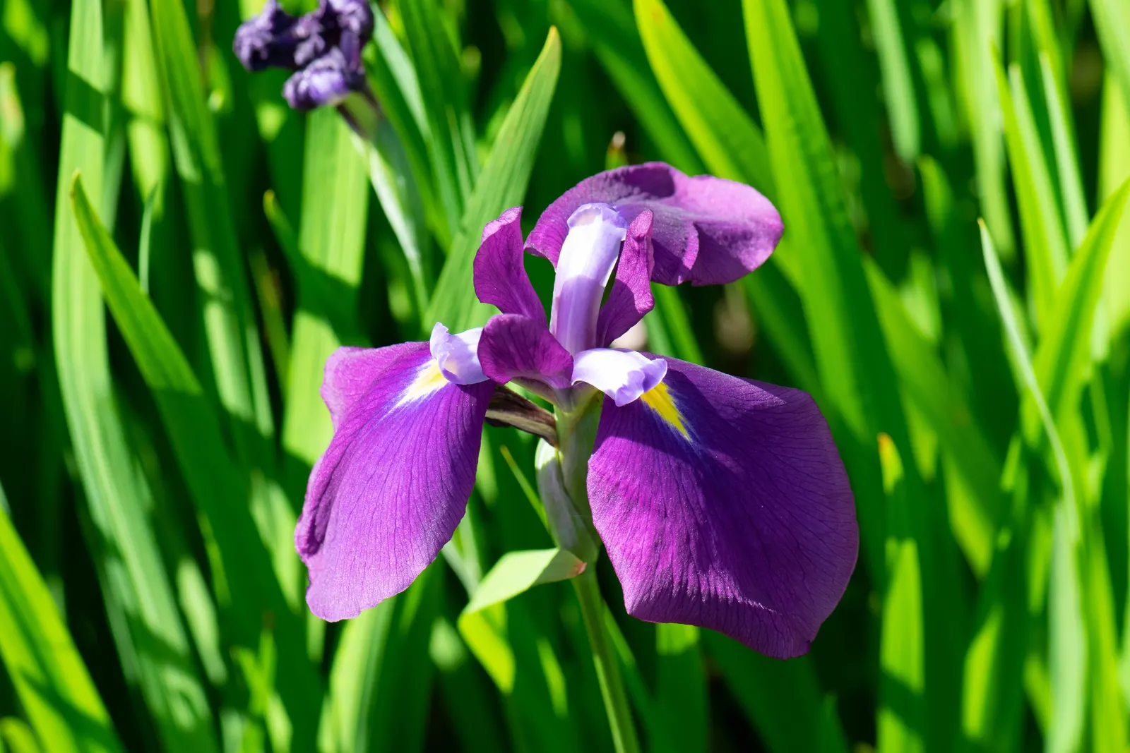 Japanese Iris (Iris Ensata) — Thriving in full sun to part shade, these irises prefer acidic, moist soils, and excel near water features; perennial, image 56