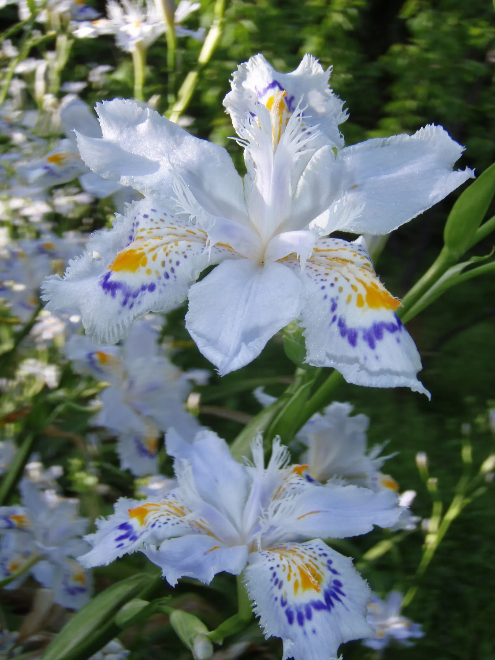 Japanese Iris (Iris Ensata) — Reaching 24-36 inches in height with a spread of 18-24 inches; they add vertical interest and a touch of elegance to, image 135