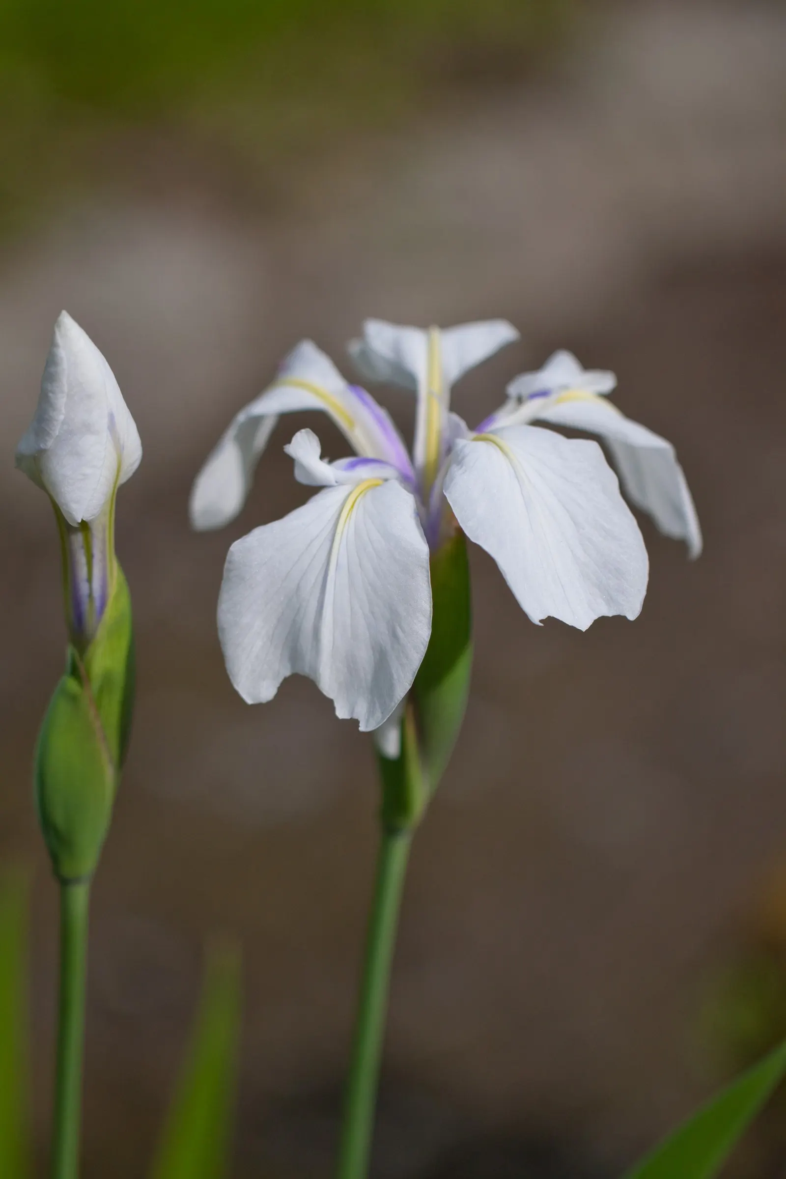 Japanese Iris (Iris Ensata) — where it can bask in at least six hours of sunlight daily; typically in late spring to early summer, image 118