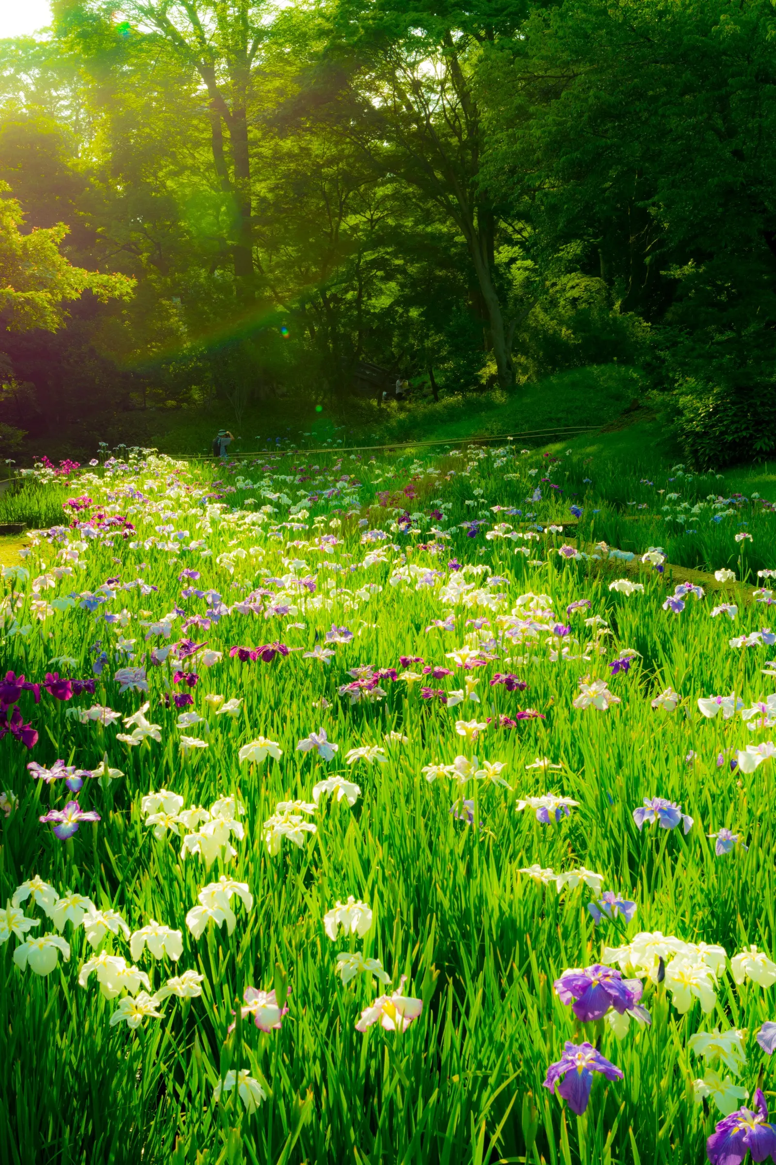 Japanese Iris (Iris Ensata) — lavender and multi-colored and purple and white flowers in the garden