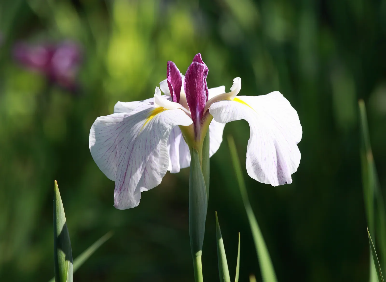 Japanese Iris (Iris Ensata) — Blooms emerge in late spring to early summer