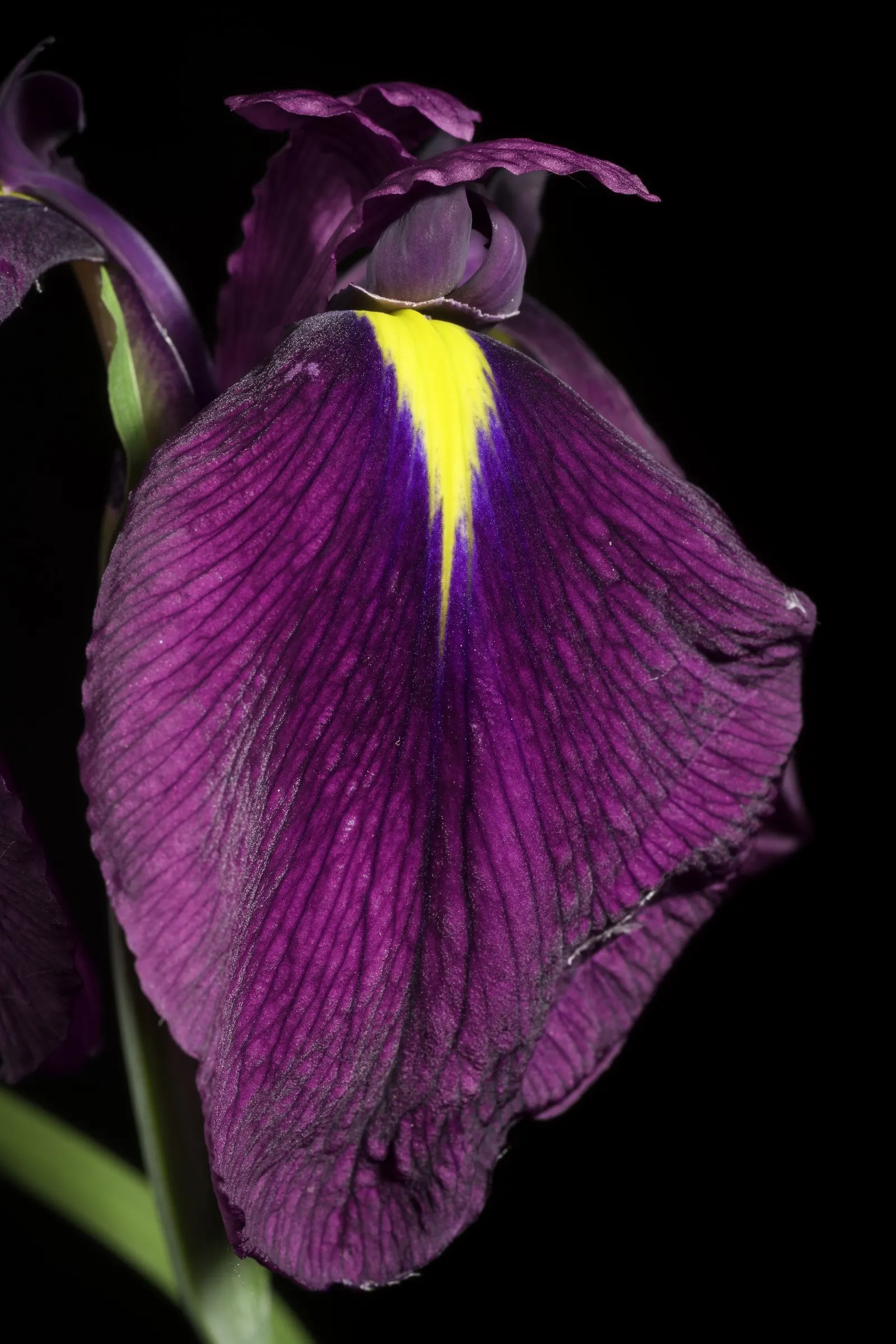 Japanese Iris (Iris Ensata) — Iris ensata prefers a sunny to partially shaded position