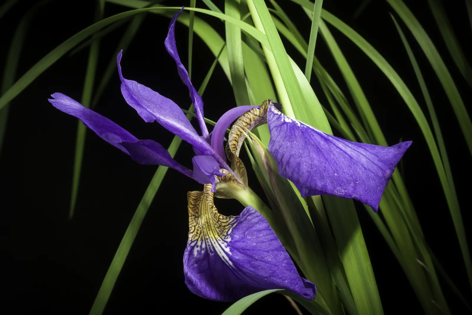 Japanese Iris (Iris Ensata) — perennial with lavender and multi-colored and purple and white blooms; requiring acidic to neutral soil that is, image 103